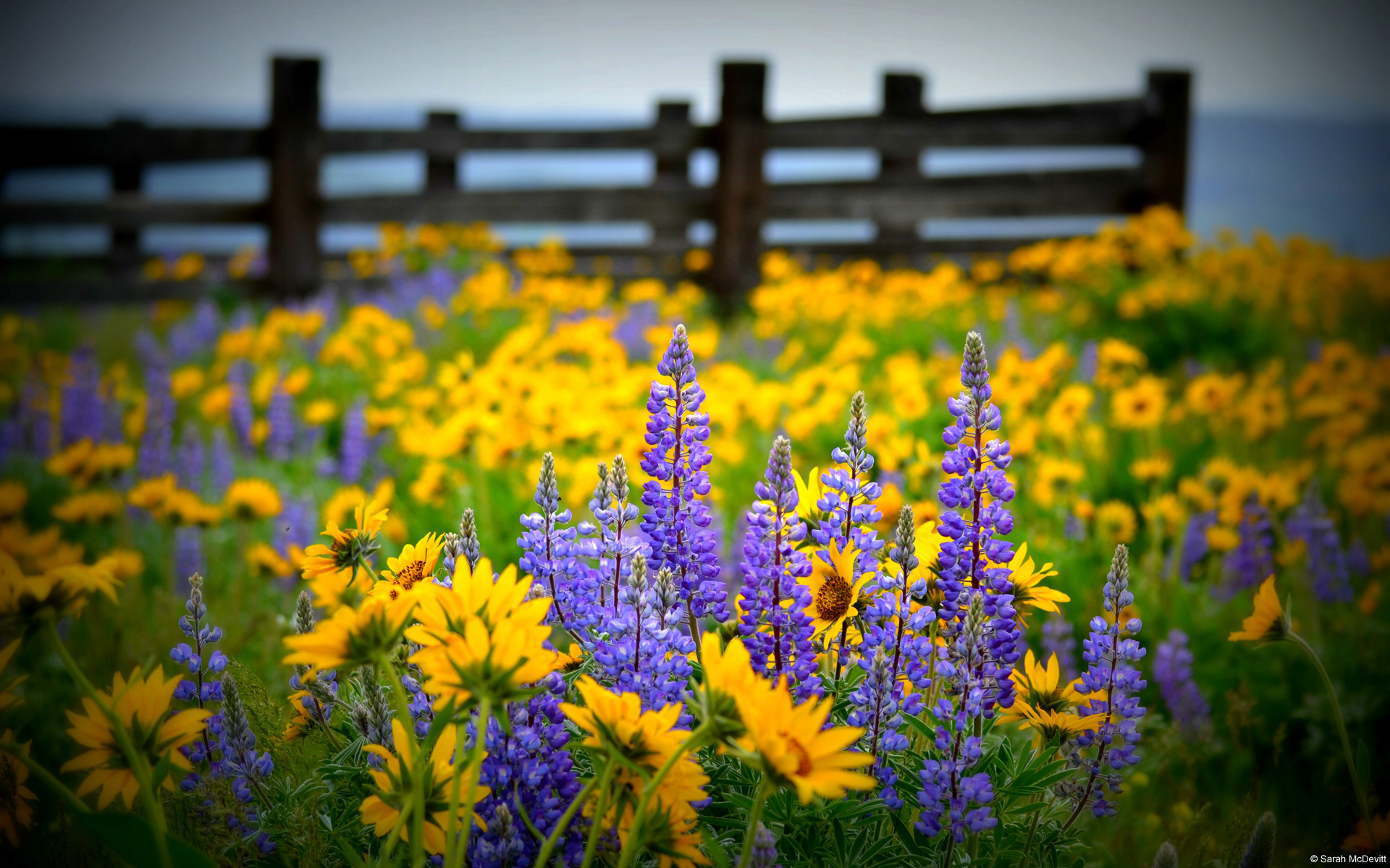 398793 скачать обои желтый цветок, поле, полевой цветок, земля/природа, цветок, ограда, фиолетовый цветок, флауэрсы - заставки и картинки бесплатно
