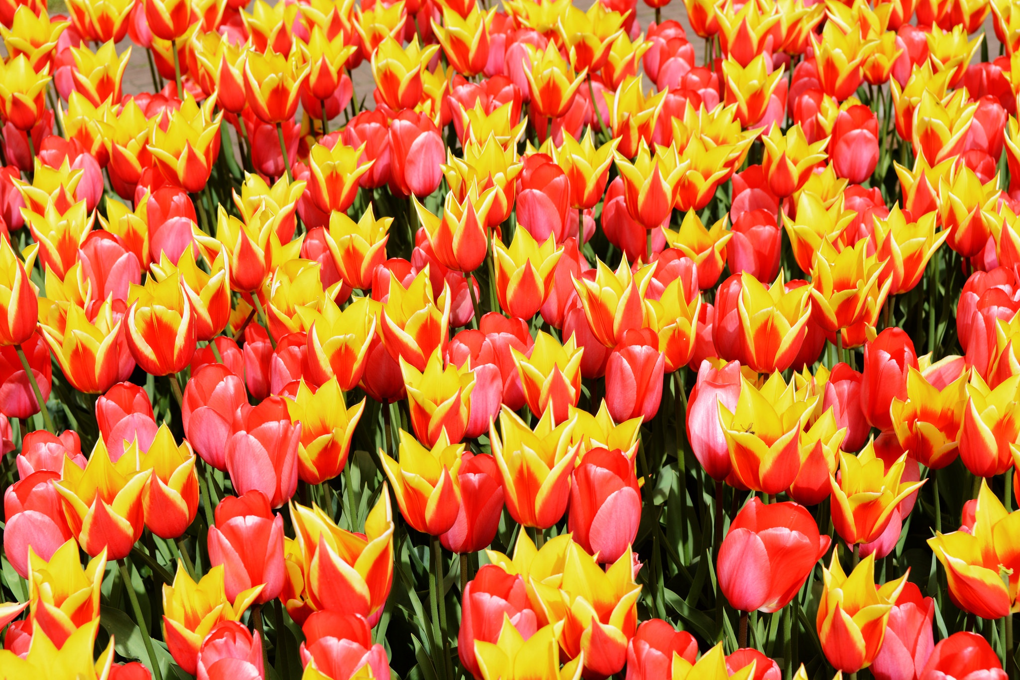 Download mobile wallpaper Nature, Flowers, Summer, Flower, Earth, Tulip, Yellow Flower, Red Flower for free.