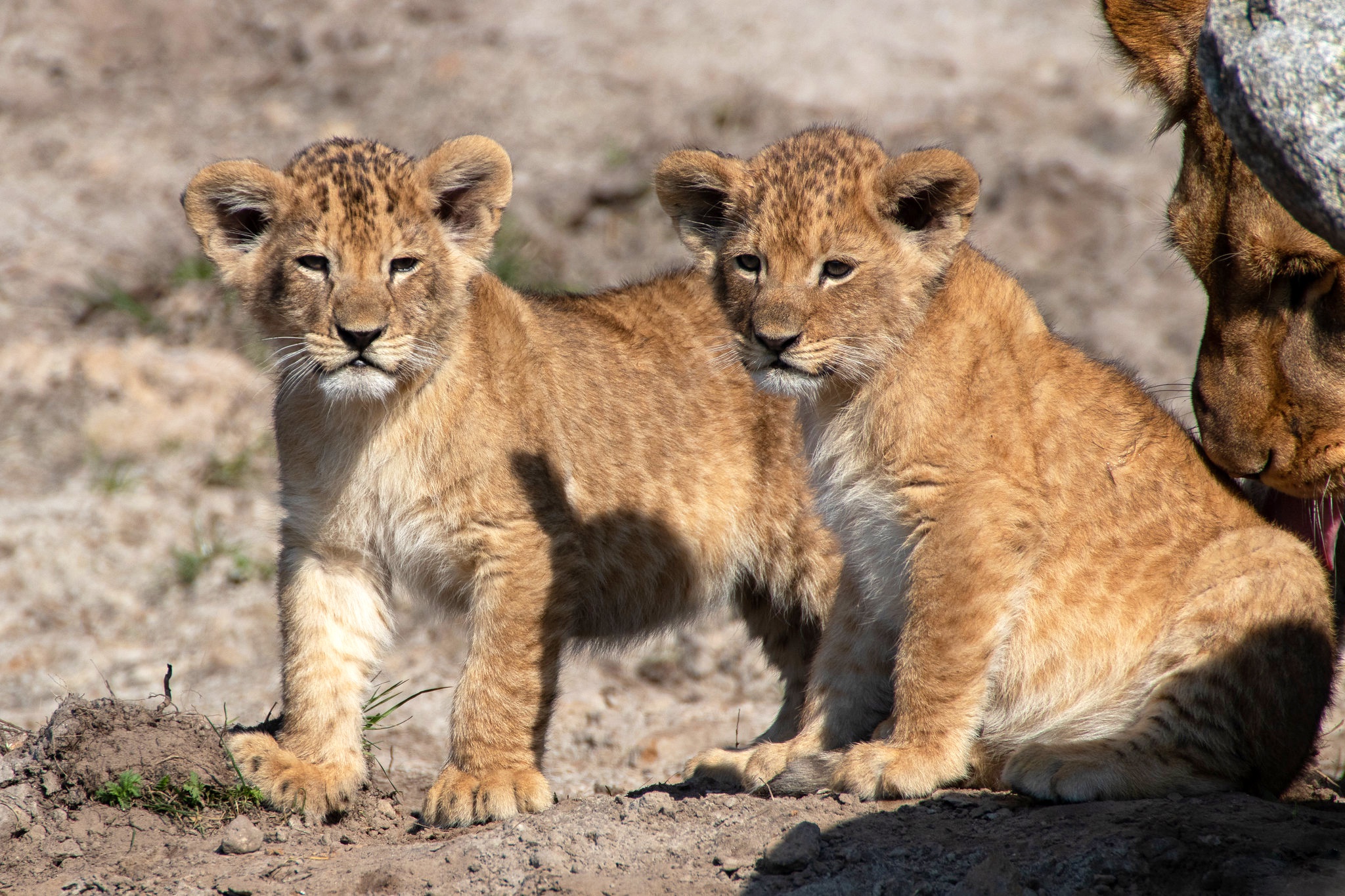 Téléchargez des papiers peints mobile Animaux, Chats, Lion, Lionceau, Bébé Animal gratuitement.