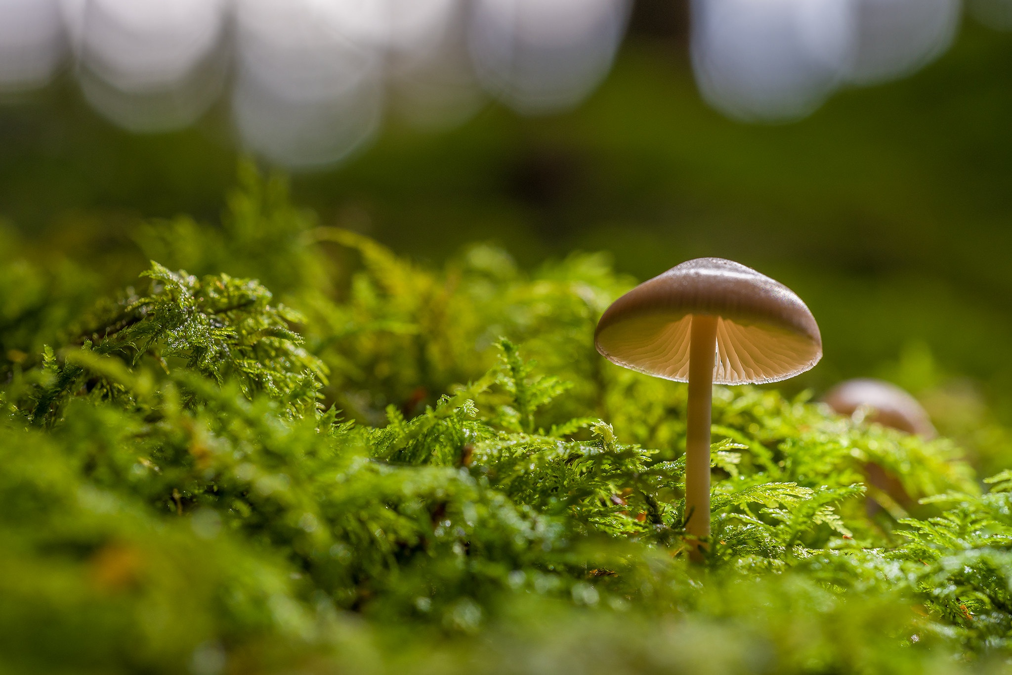 Download mobile wallpaper Nature, Macro, Earth, Mushroom for free.