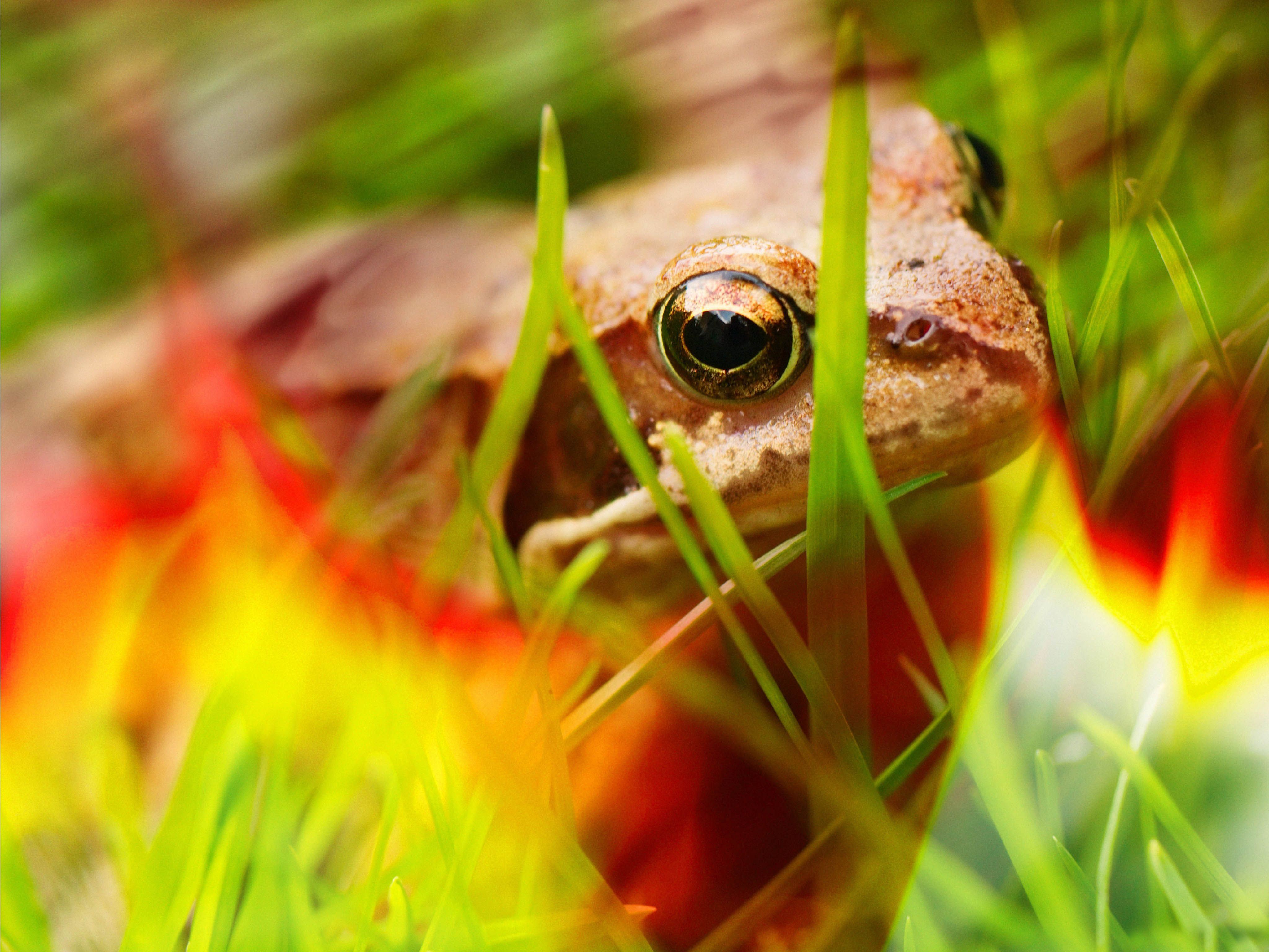 Laden Sie das Tiere, Frösche, Frosch-Bild kostenlos auf Ihren PC-Desktop herunter