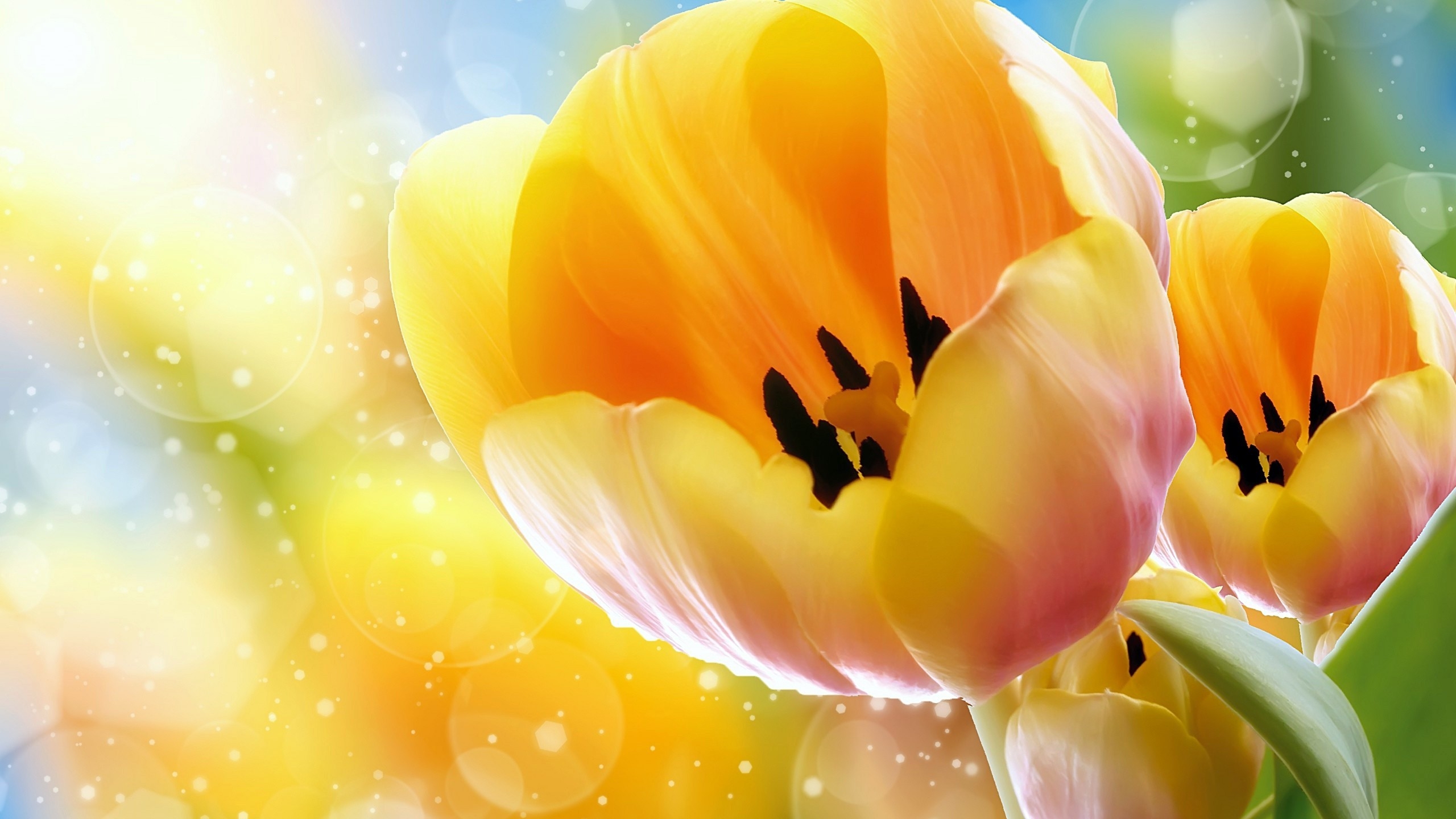 Download mobile wallpaper Flowers, Flower, Earth, Tulip for free.