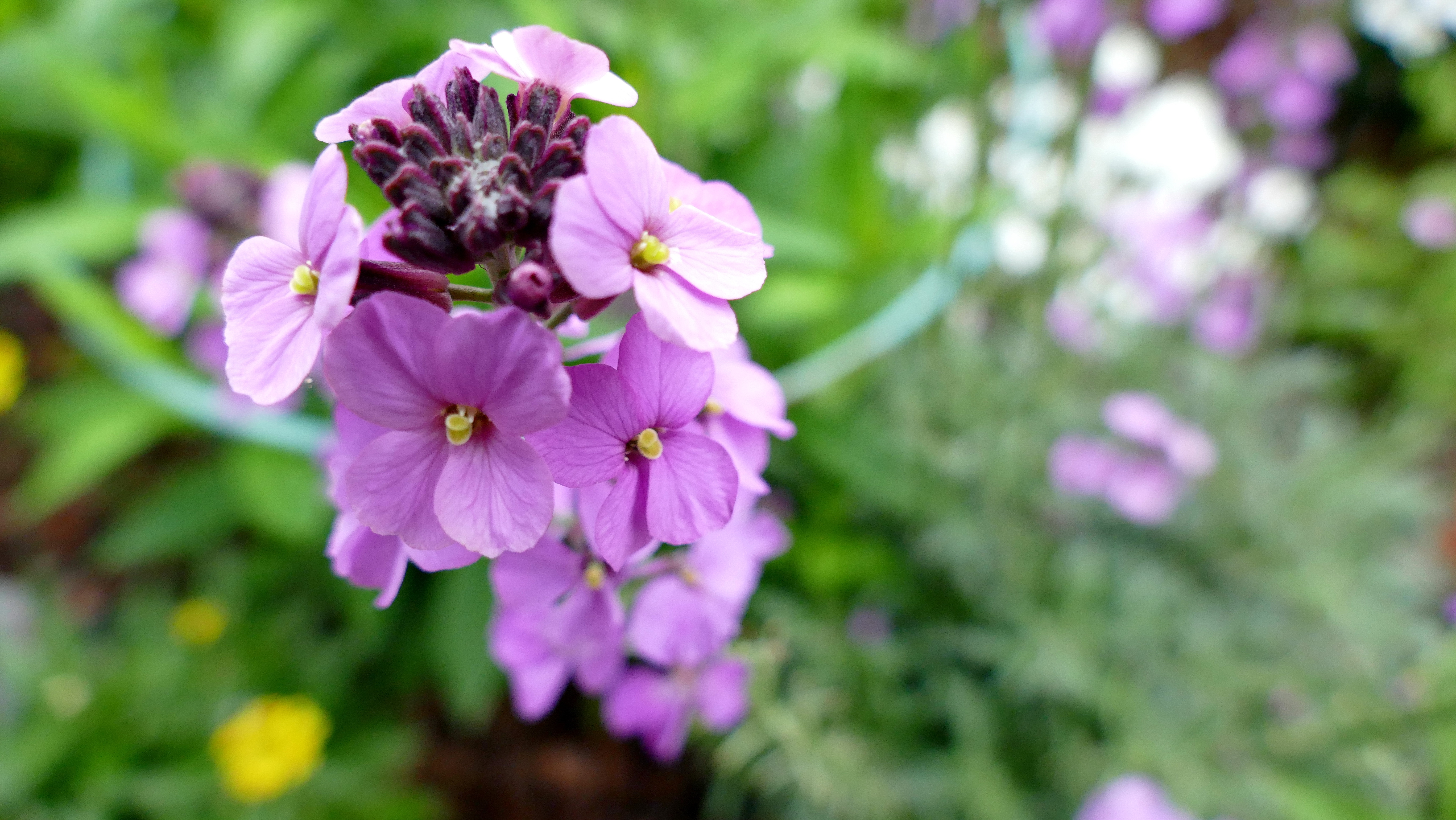 Téléchargez gratuitement l'image Fleurs, Fleur, Terre/nature sur le bureau de votre PC