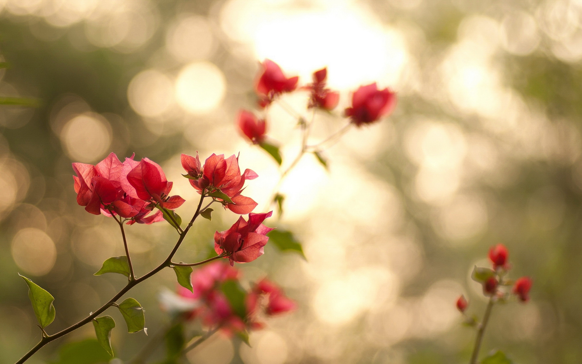 Handy-Wallpaper Blumen, Blume, Erde/natur kostenlos herunterladen.