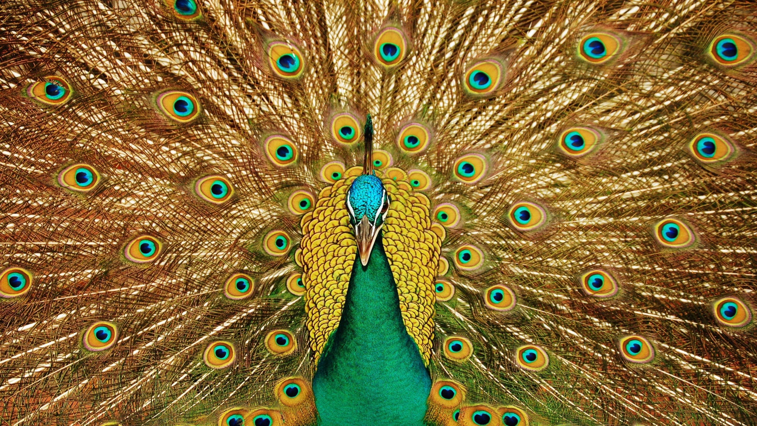 Free download wallpaper Feather, Bird, Animal, Peacock on your PC desktop