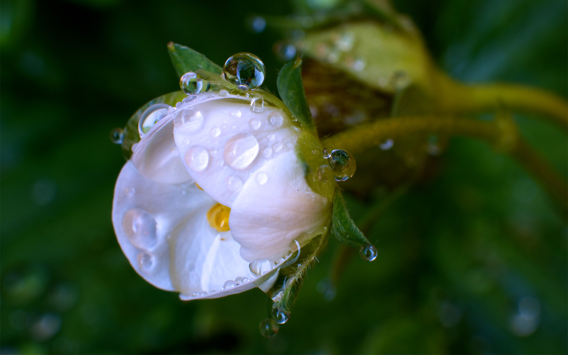 Descarga gratis la imagen Flores, Flor, Tierra/naturaleza en el escritorio de tu PC