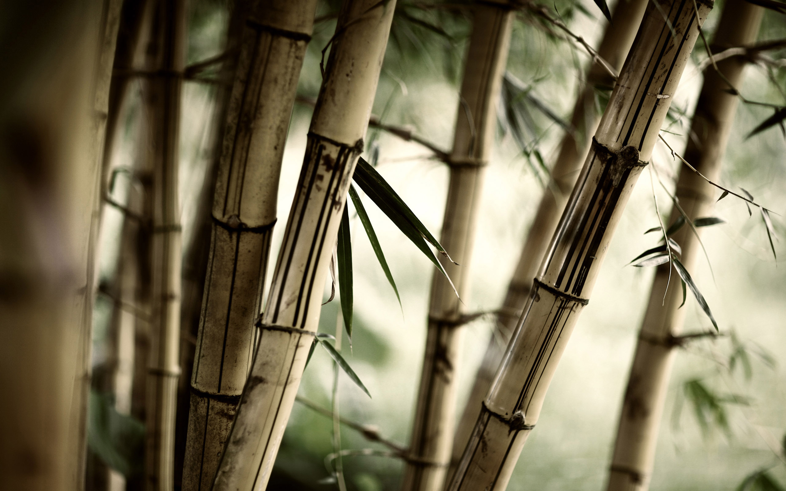 1434723 Hintergrundbild herunterladen erde/natur, bambus, baum - Bildschirmschoner und Bilder kostenlos