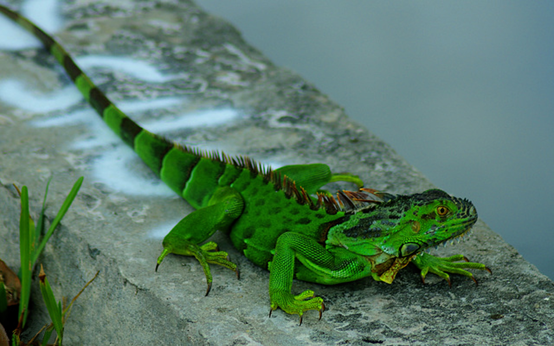 Скачать обои бесплатно Животные, Зеленый, Игуана, Рептилии картинка на рабочий стол ПК