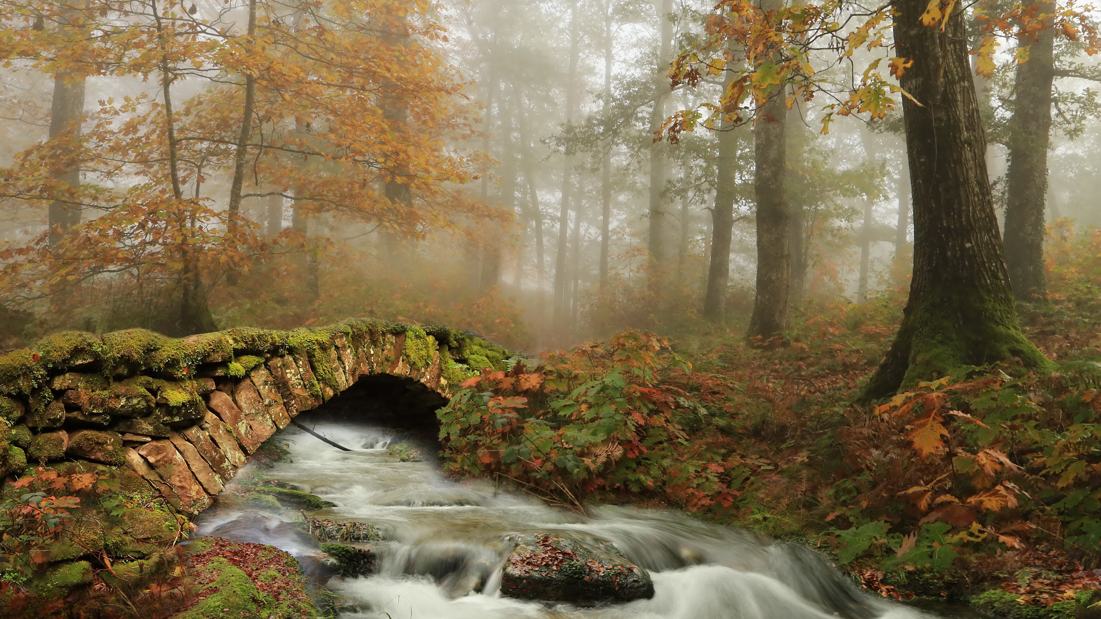 PCデスクトップに川, 橋, 秋, 霧, ブリッジ, マンメイド画像を無料でダウンロード