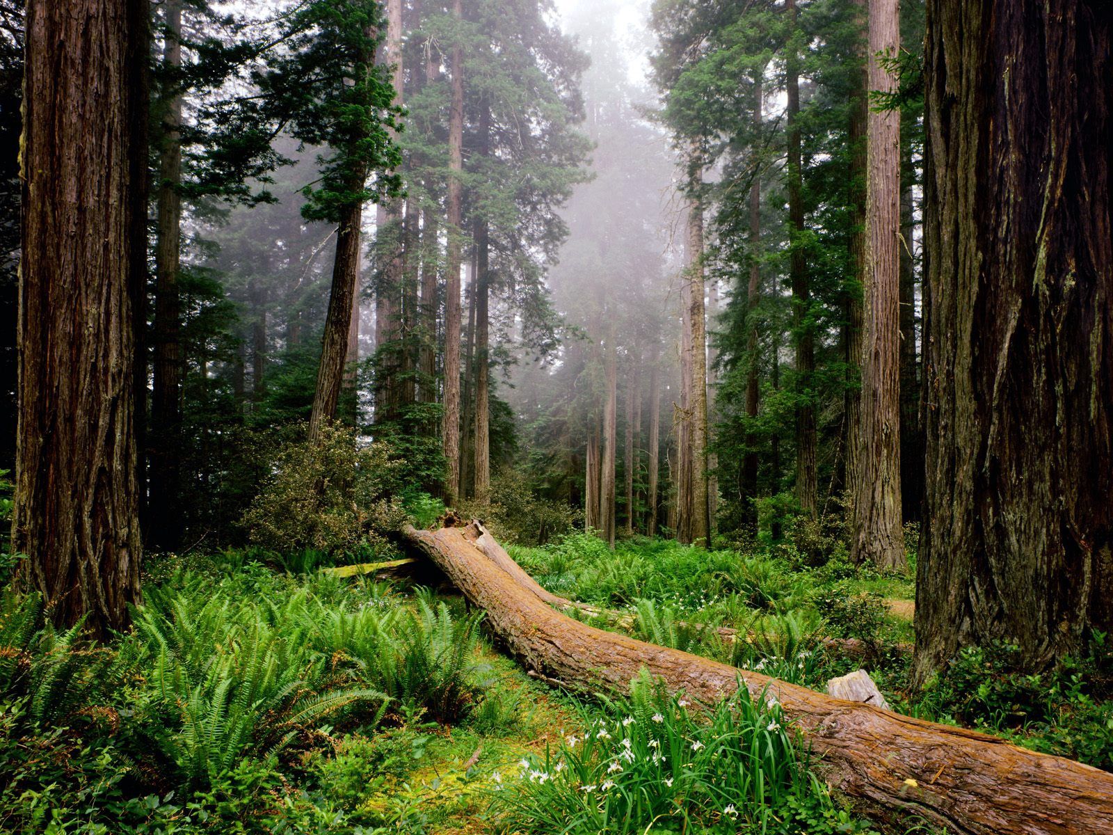 Free download wallpaper Trees, Forest, Fog, Nature, Fern on your PC desktop