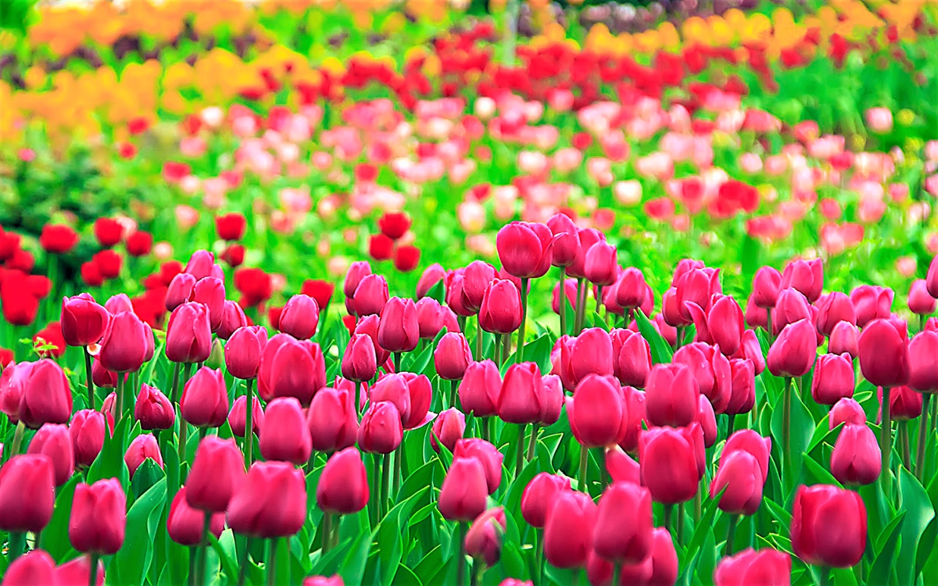 Téléchargez gratuitement l'image Fleurs, Champ, Couleurs, Coloré, Tulipe, Terre/nature, Fleur Rose sur le bureau de votre PC