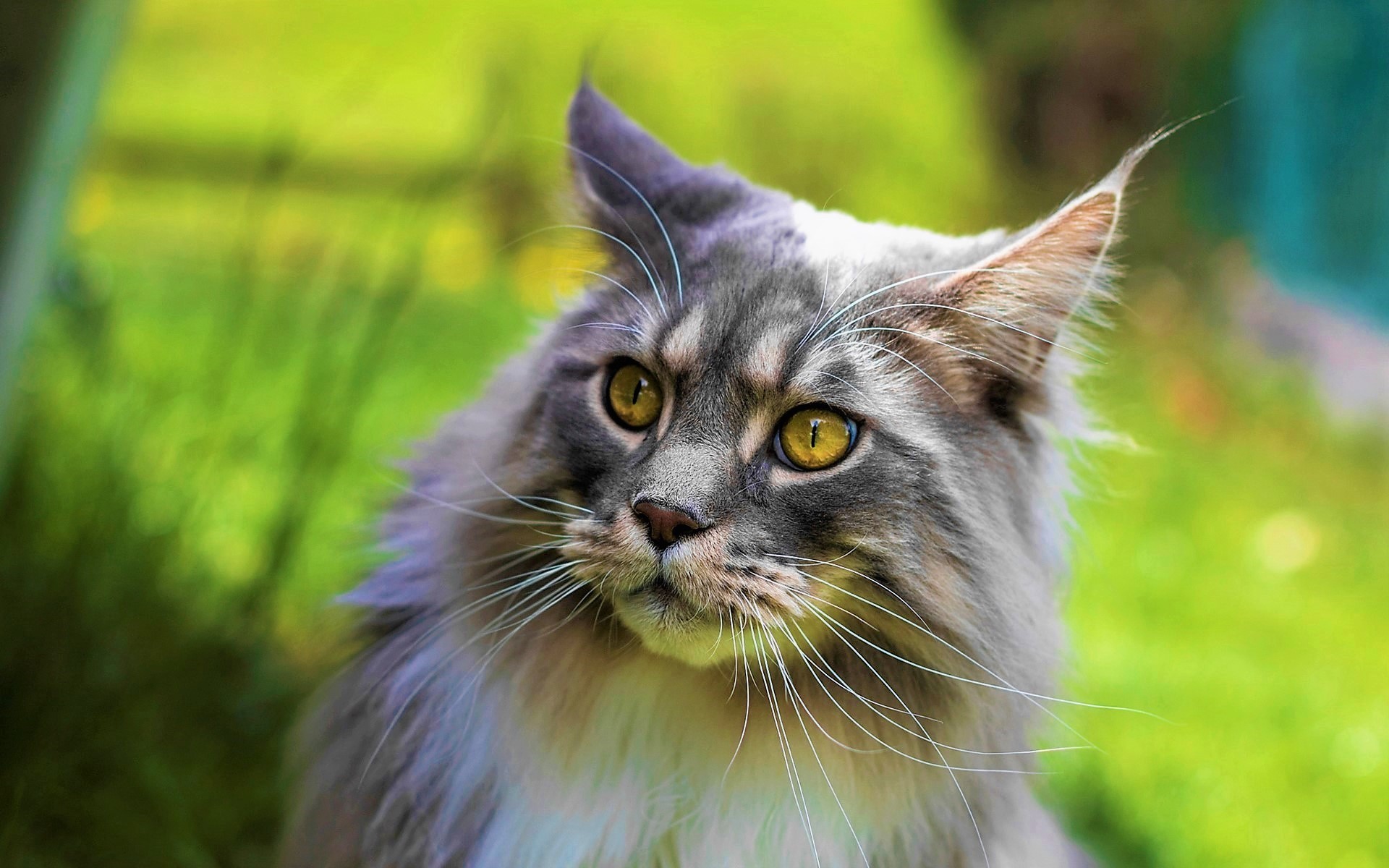 Baixe gratuitamente a imagem Animais, Gatos, Gato, Fofo, Olhos Verdes na área de trabalho do seu PC