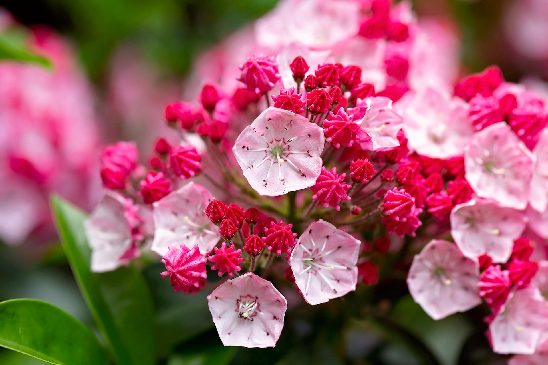 Free download wallpaper Nature, Flowers, Flower, Close Up, Earth, Pink Flower on your PC desktop