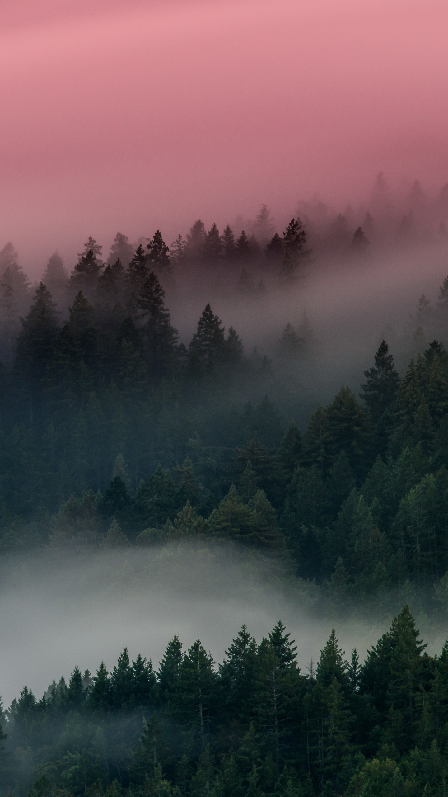 Download mobile wallpaper Forest, Fog, Earth for free.