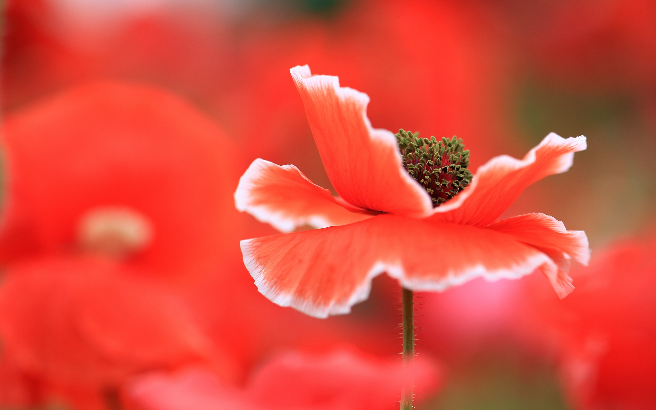 Téléchargez des papiers peints mobile Coquelicot, Fleurs, Terre/nature gratuitement.