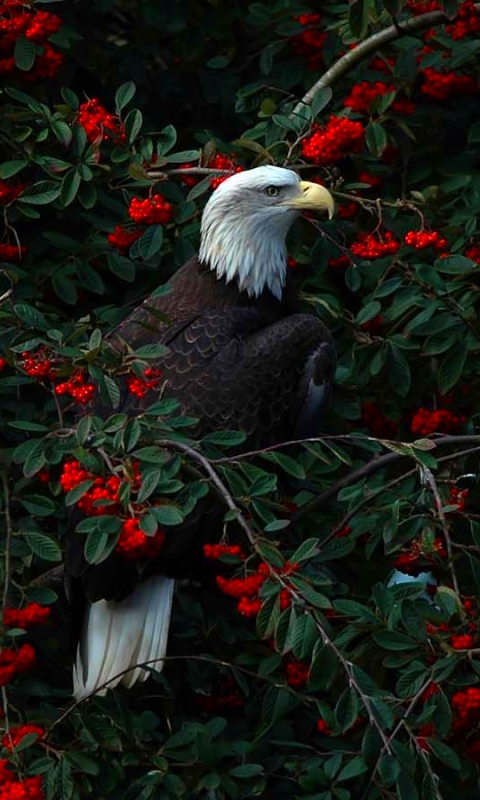 Handy-Wallpaper Tiere, Vögel, Vogel, Beere, Frucht, Weißkopfseeadler kostenlos herunterladen.