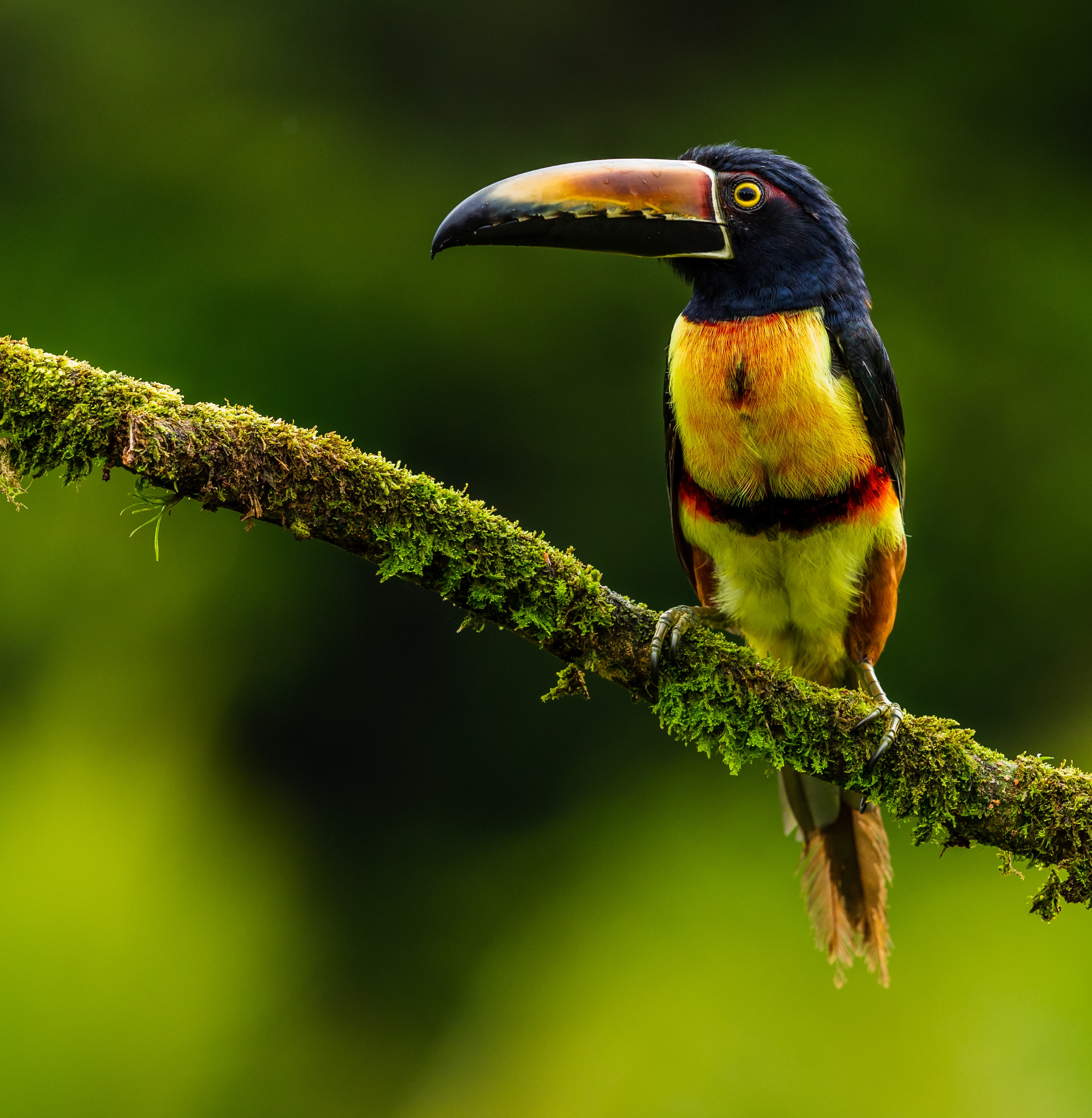 Download mobile wallpaper Arasari, Animals, Exotic, Bird, Toucan for free.