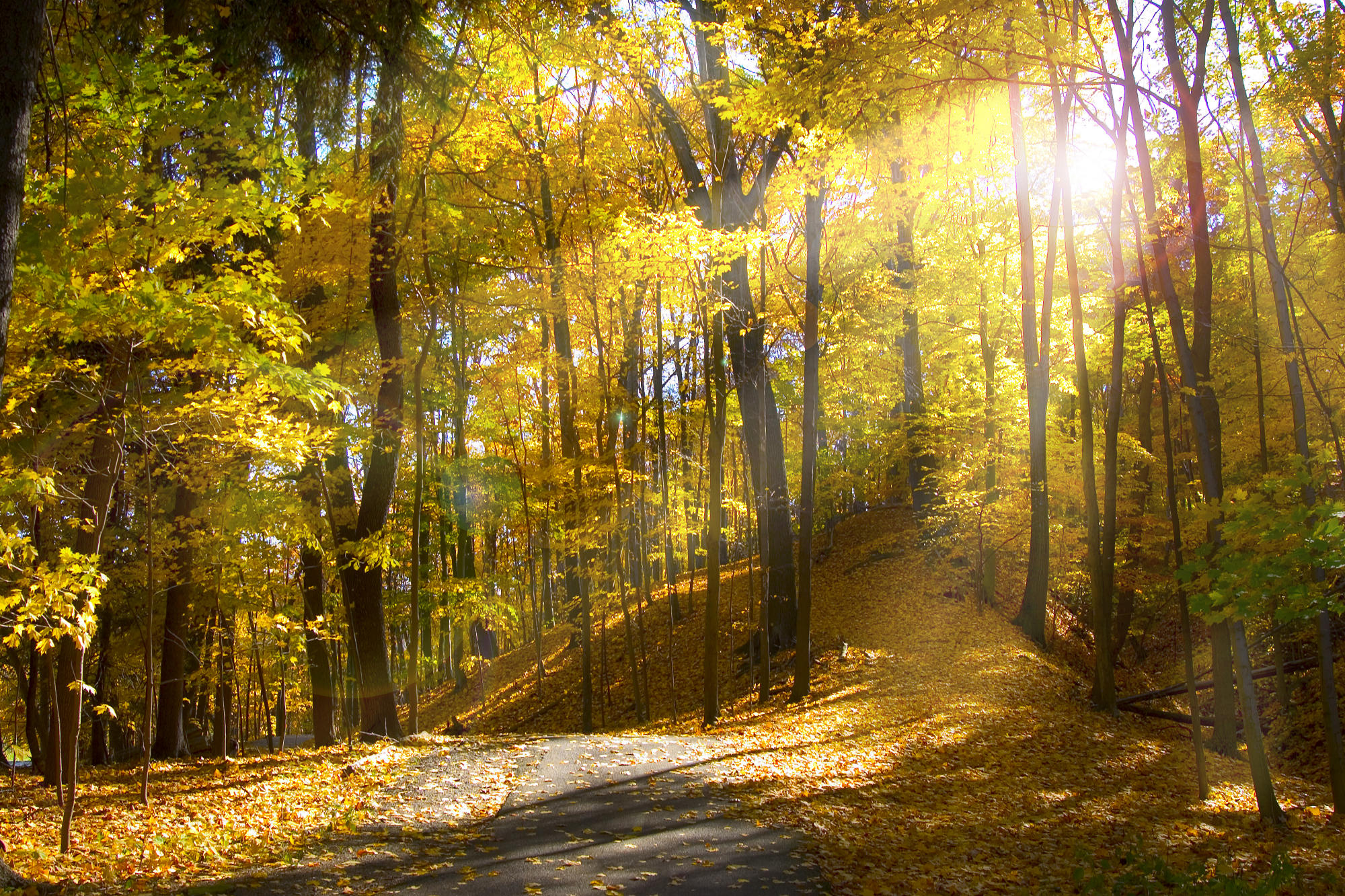 Descarga gratis la imagen Naturaleza, Otoño, Bosque, Árbol, Tierra/naturaleza en el escritorio de tu PC