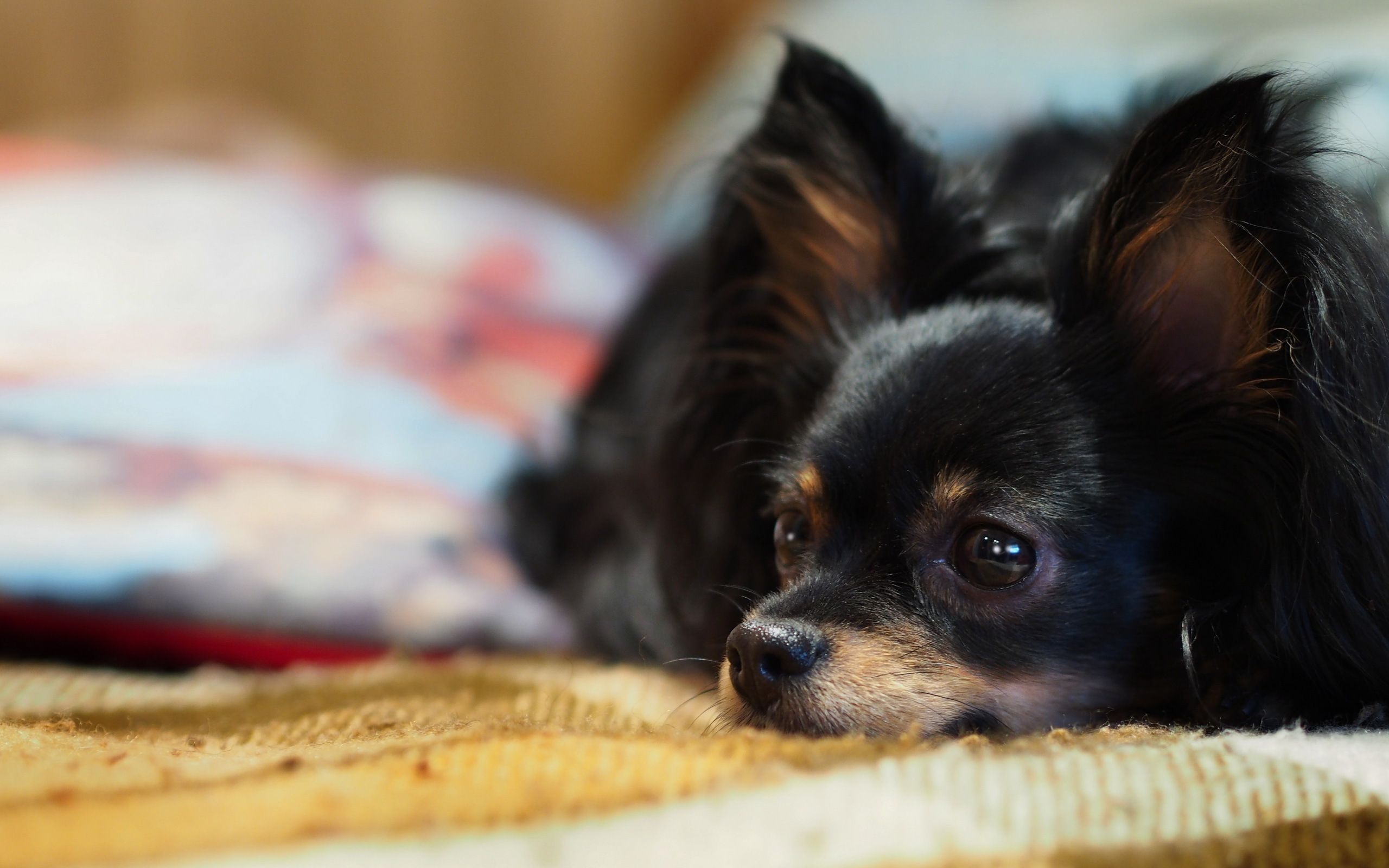 Baixe gratuitamente a imagem Cães, Cão, Animais na área de trabalho do seu PC