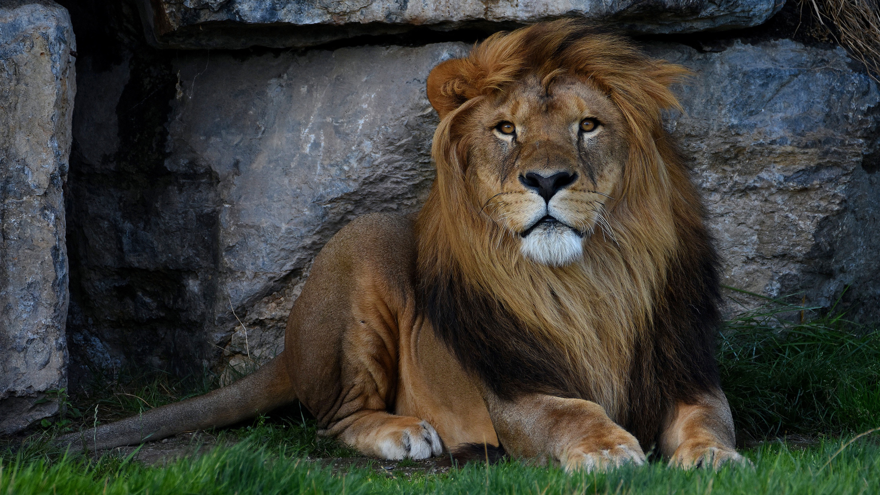 Téléchargez gratuitement l'image Lion, Chats, Animaux sur le bureau de votre PC