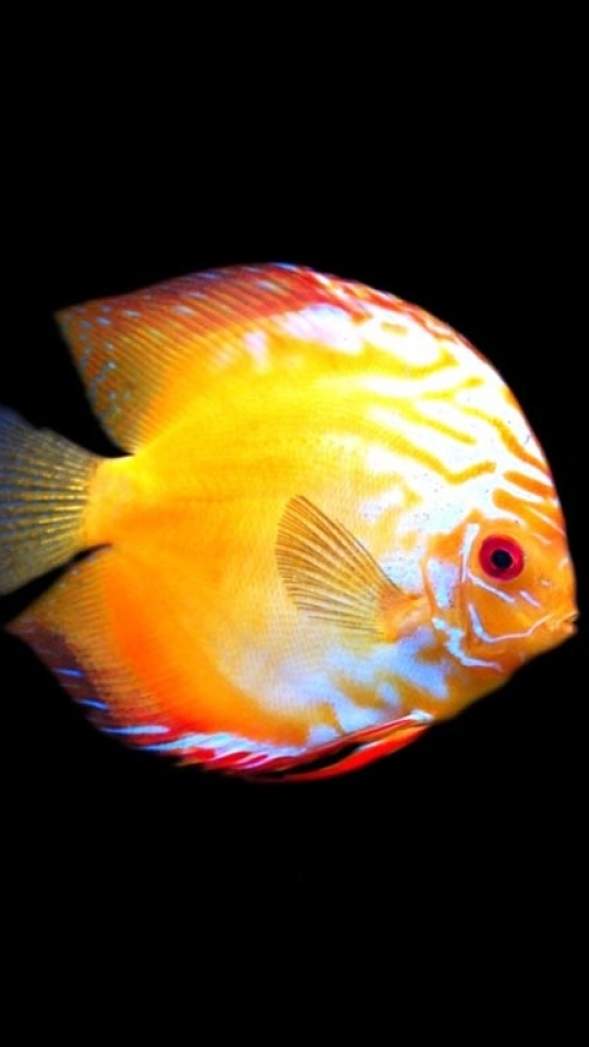 Download mobile wallpaper Fishes, Animal, Fish, Discus Fish for free.