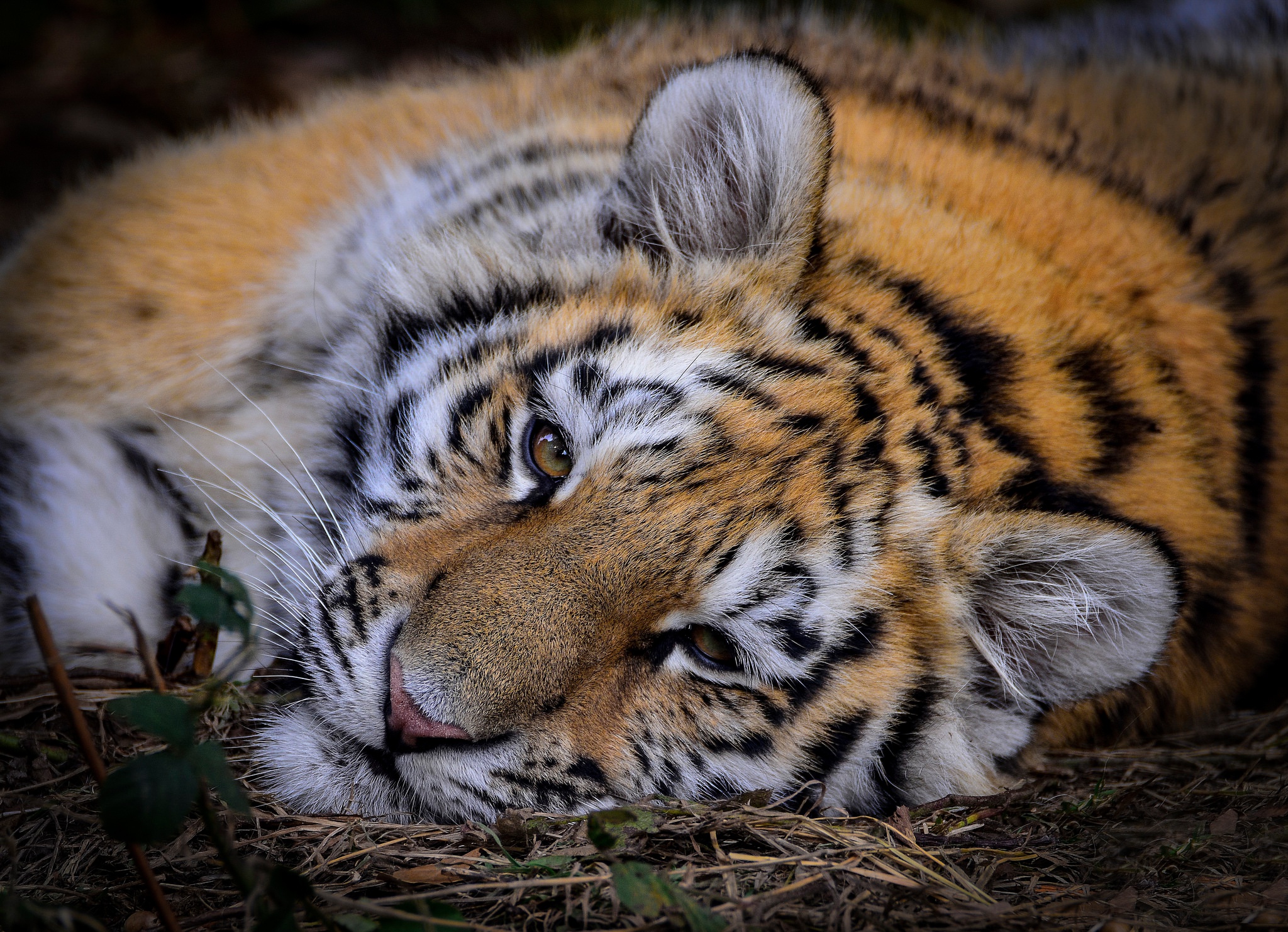 PCデスクトップに動物, 猫, 虎, 休憩中画像を無料でダウンロード