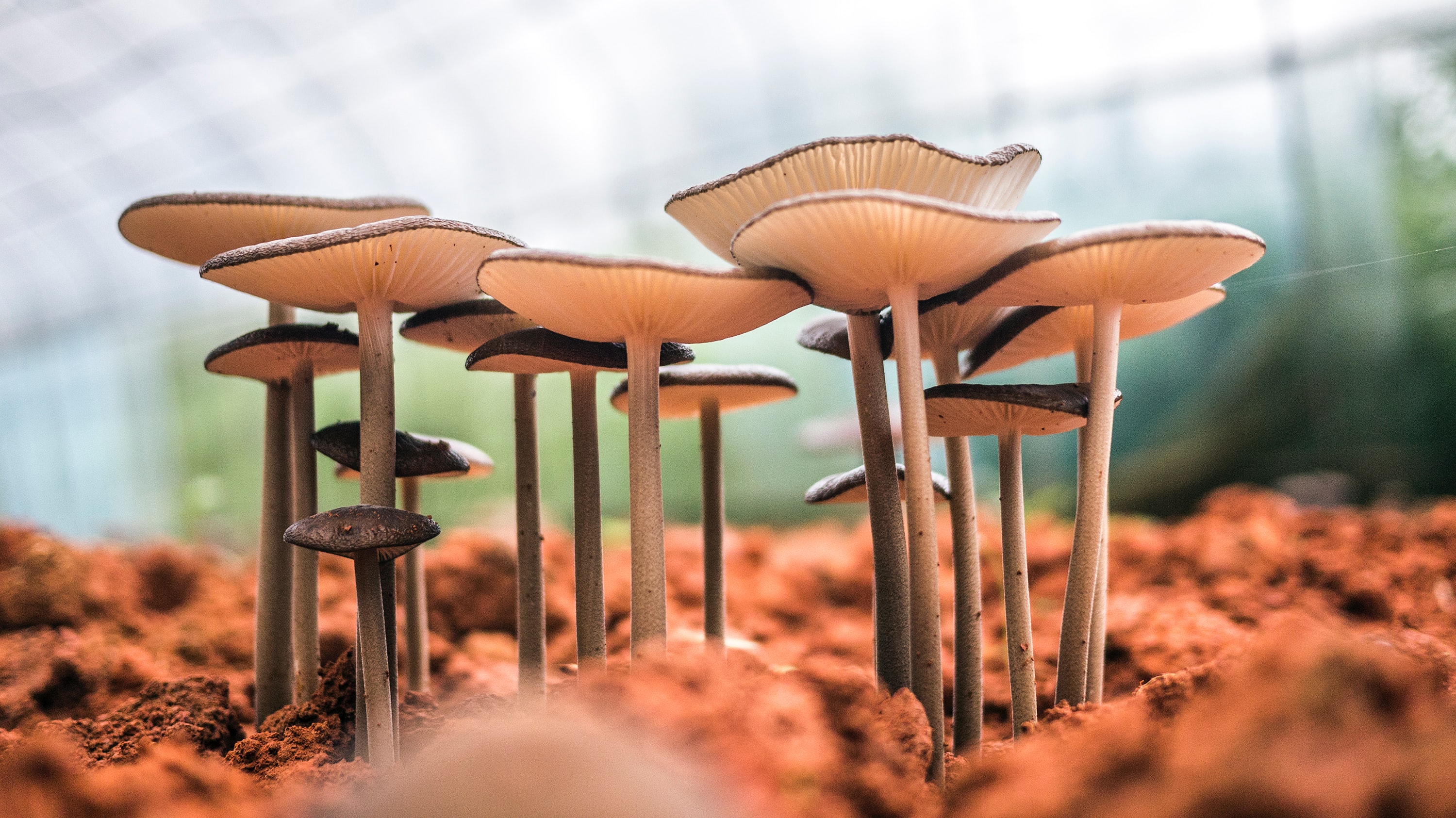 Laden Sie das Natur, Makro, Pilz, Erde/natur-Bild kostenlos auf Ihren PC-Desktop herunter