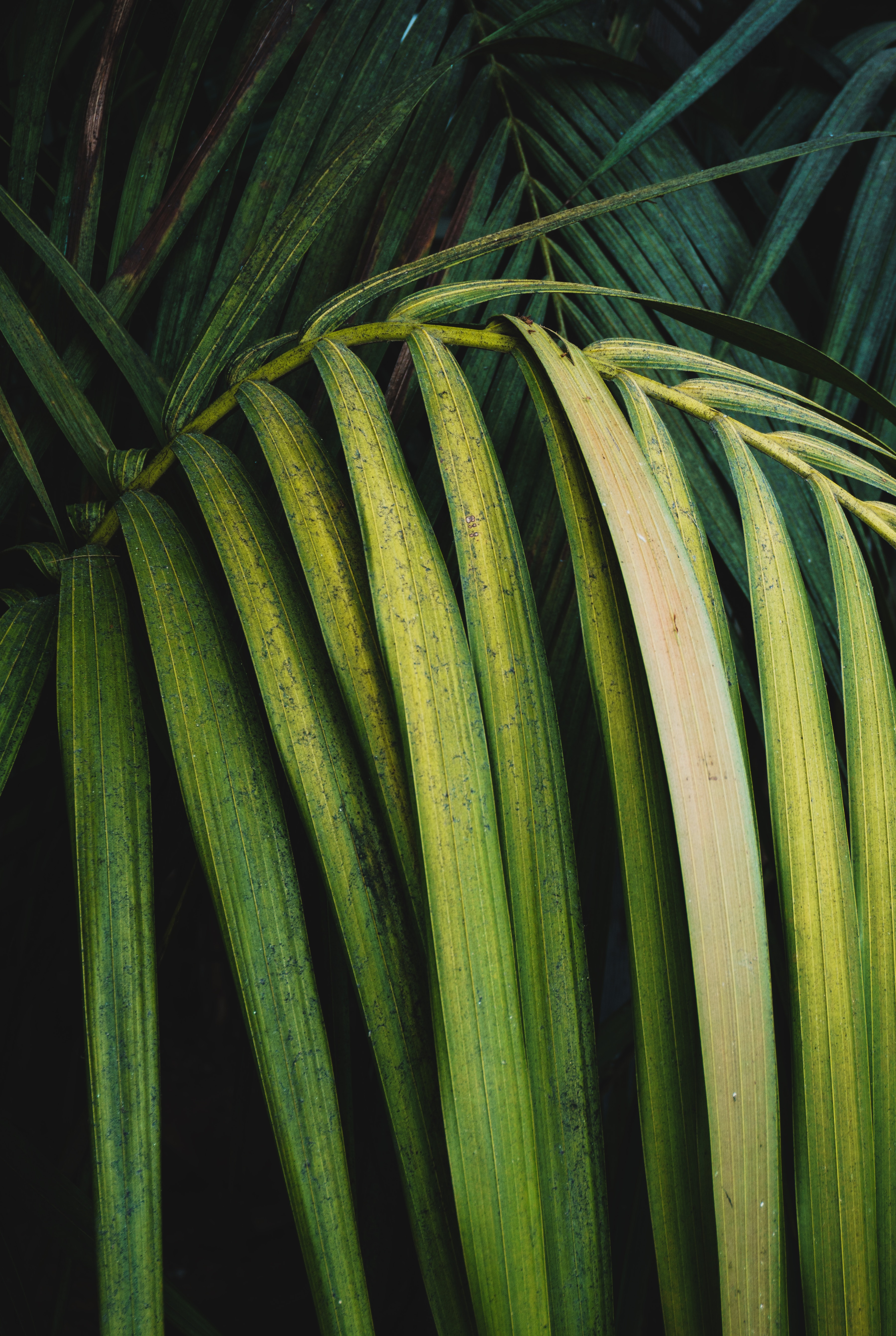 Handy-Wallpaper Palm, Ast, Zweig, Pflanze, Blätter, Makro, Palme kostenlos herunterladen.