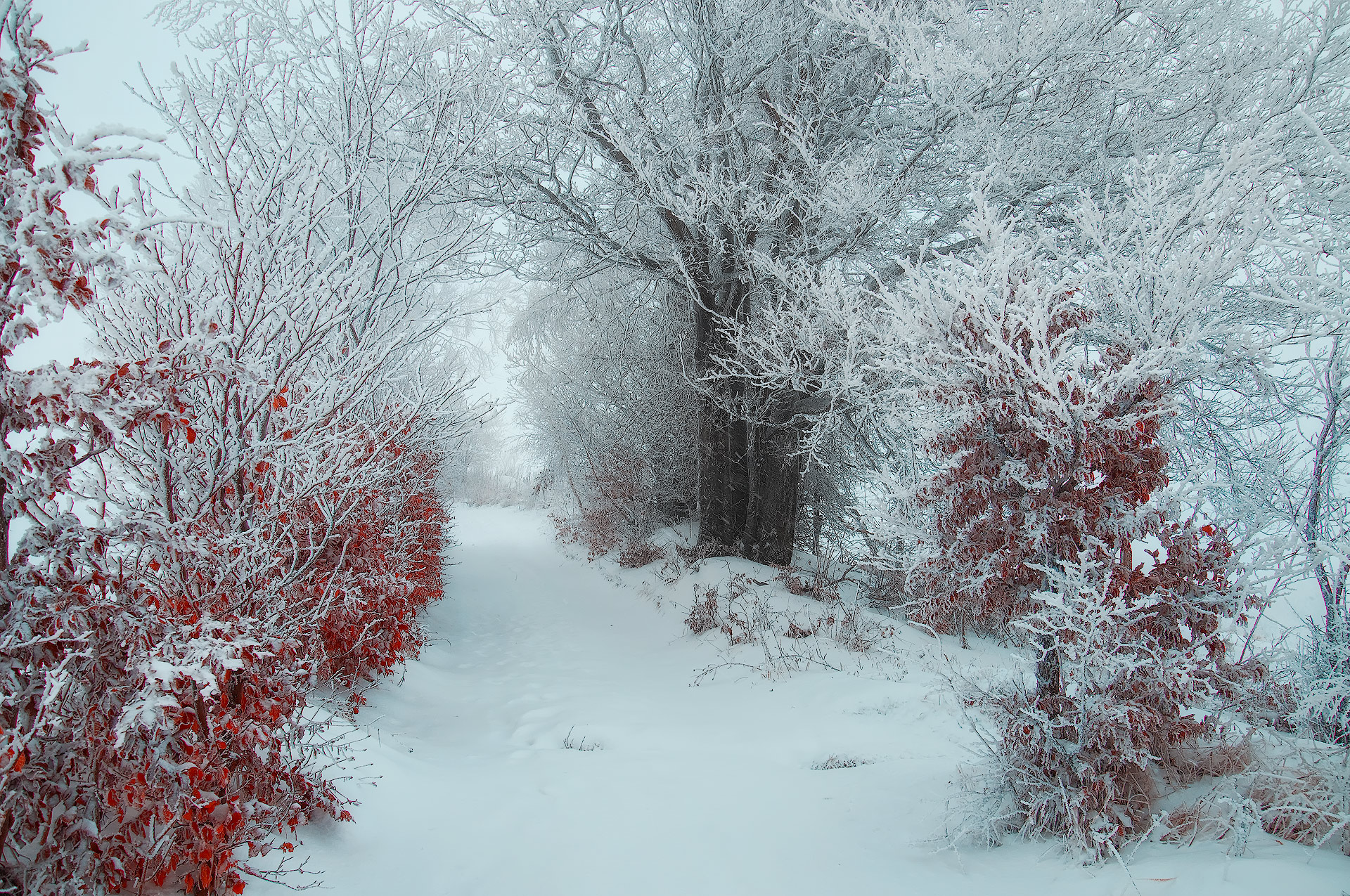 Download mobile wallpaper Winter, Nature, Snow, Forest, Earth, Path for free.