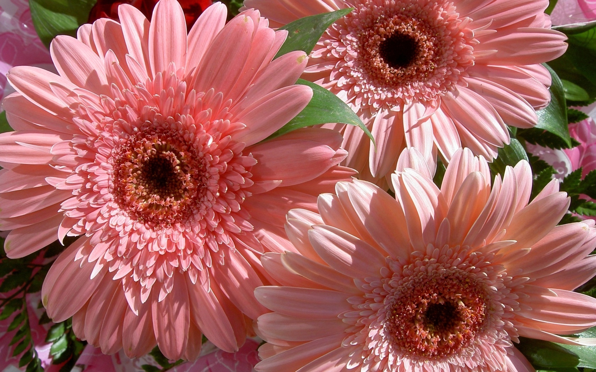 Handy-Wallpaper Blumen, Gerbera, Blume, Erde/natur, Pinke Blume kostenlos herunterladen.