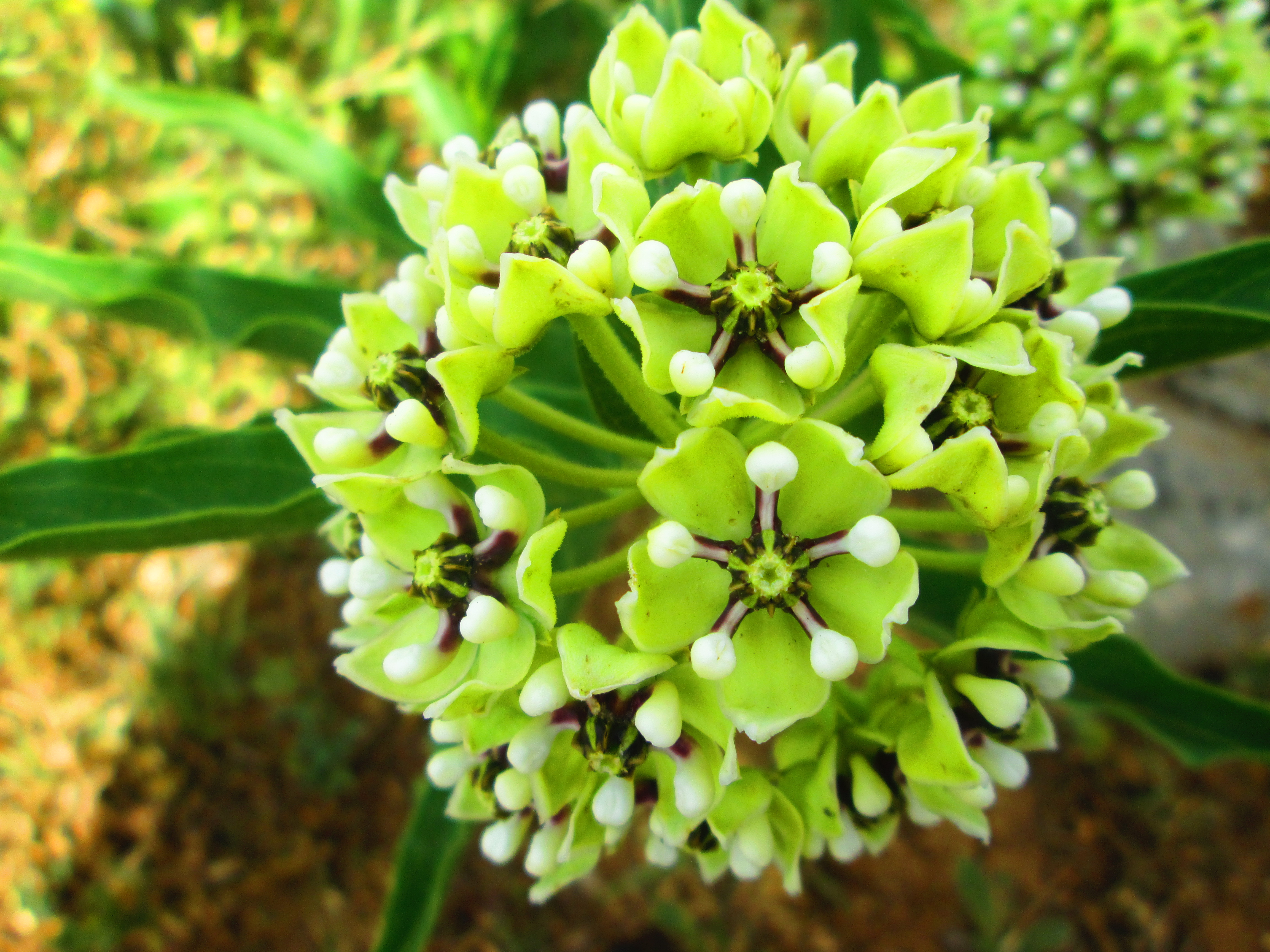 Baixe gratuitamente a imagem Flores, Flor, Terra/natureza na área de trabalho do seu PC