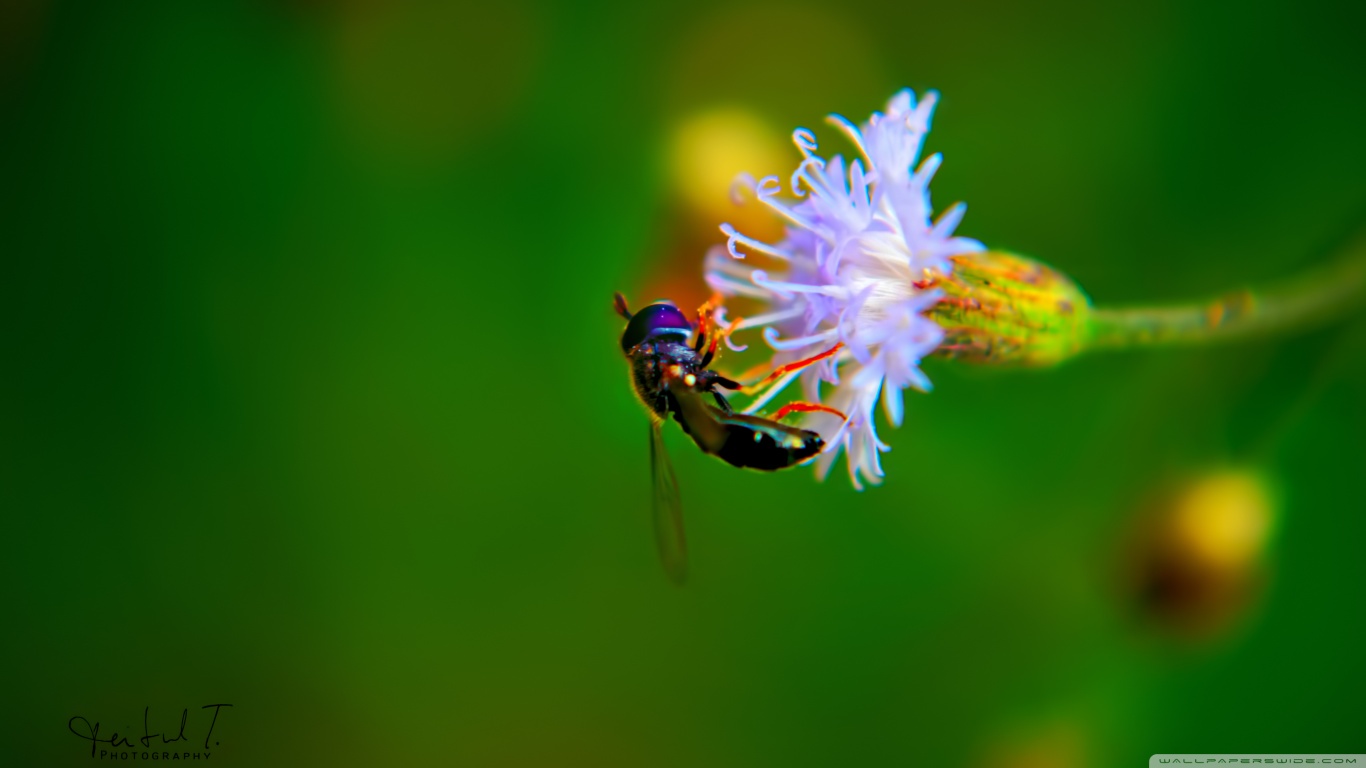 Free download wallpaper Insect, Animal on your PC desktop