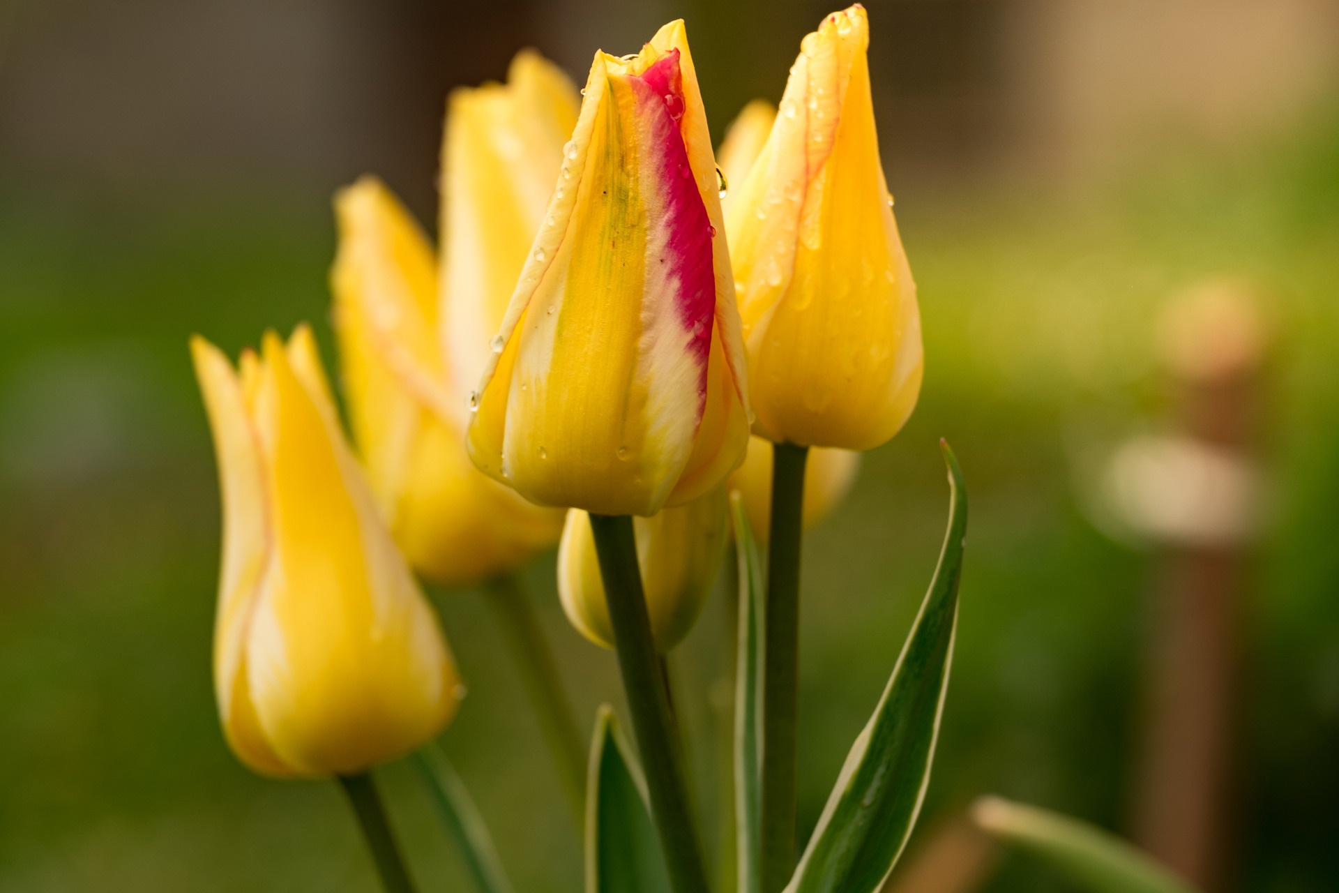 Baixar papel de parede para celular de Flores, Tulipa, Terra/natureza gratuito.