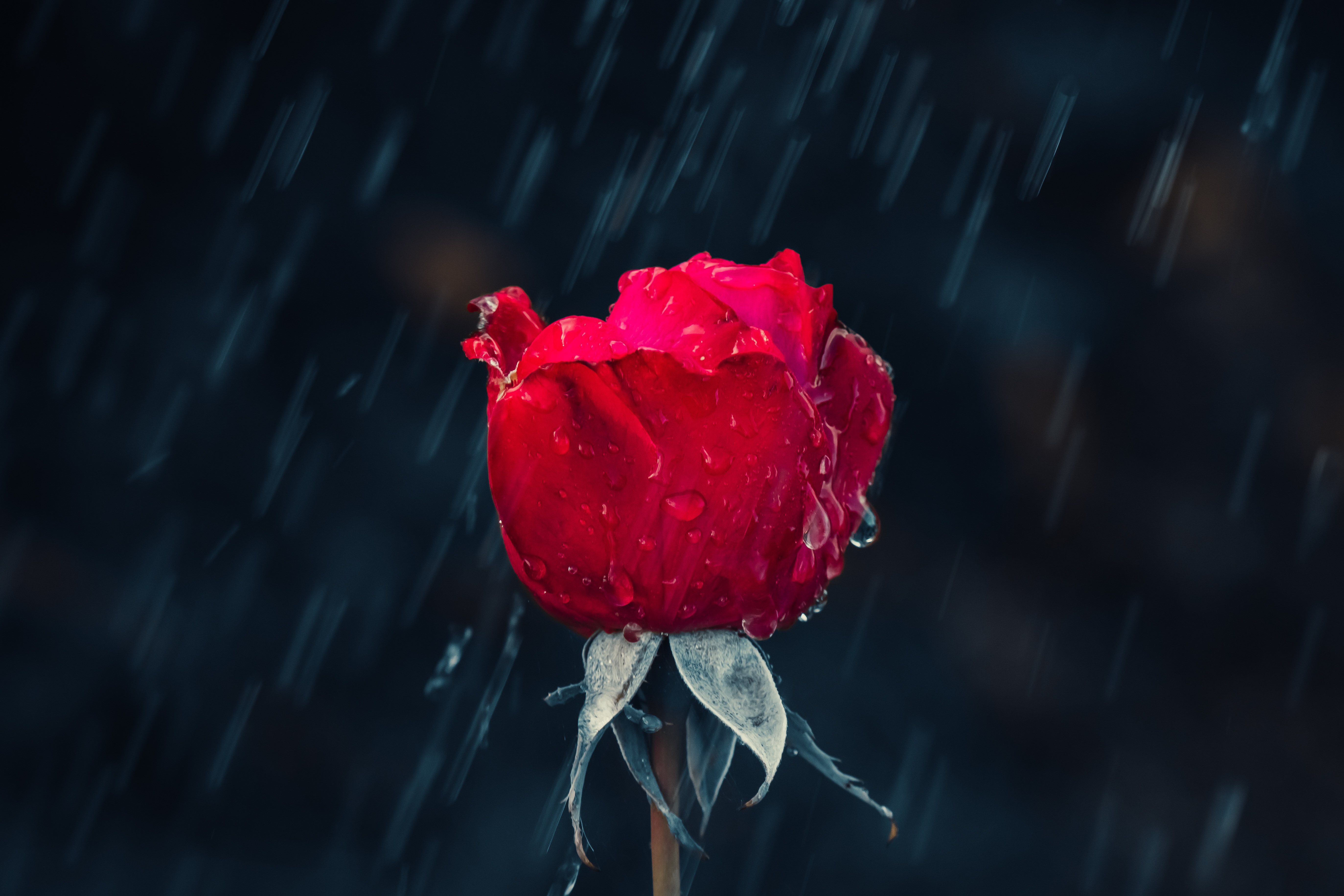 Download mobile wallpaper Moisture, Rose Flower, Rose, Macro, Rain, Drops for free.