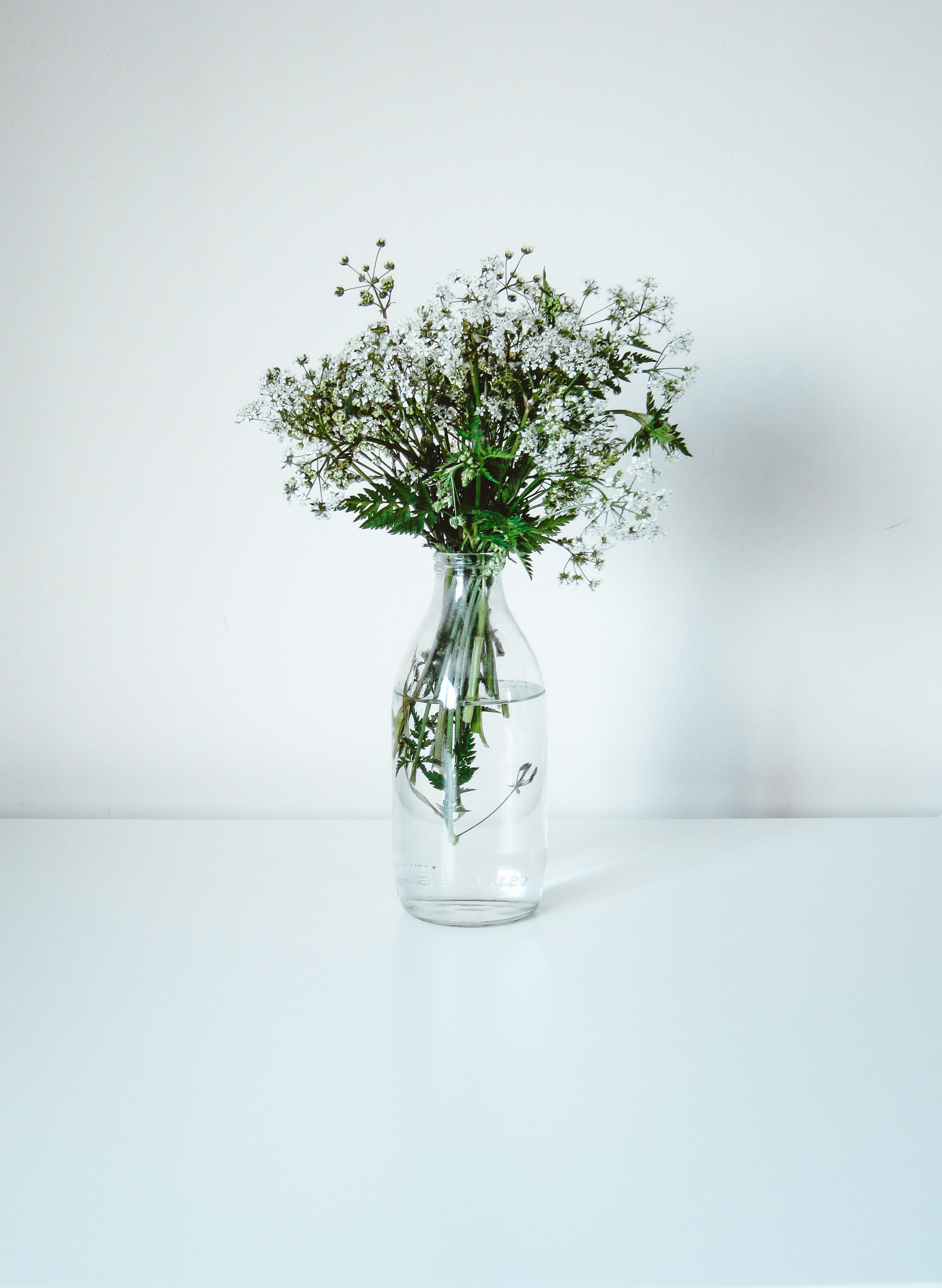 wildflowers, flowers, white, minimalism, bouquet