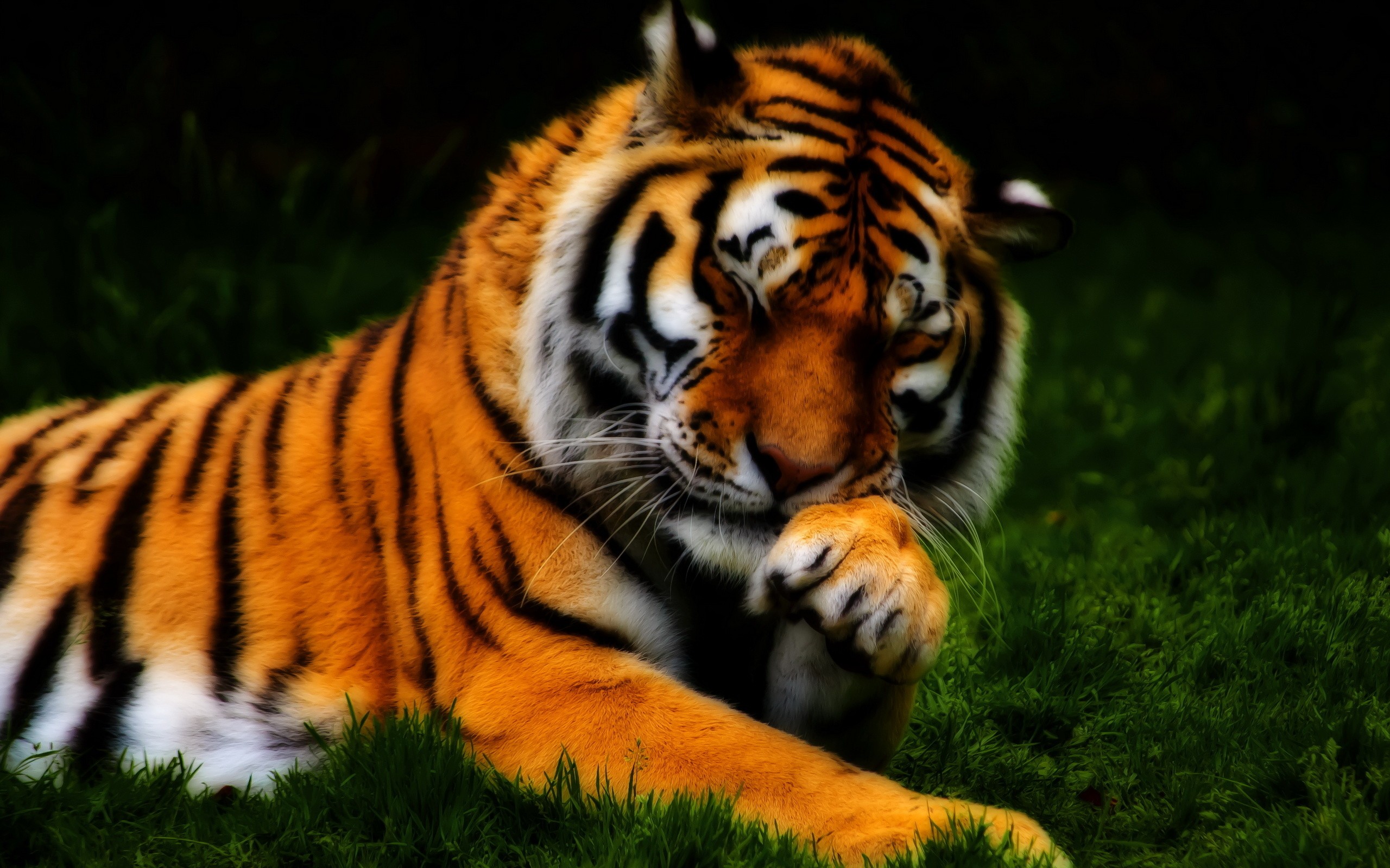 Free download wallpaper Cats, Tiger, Animal on your PC desktop