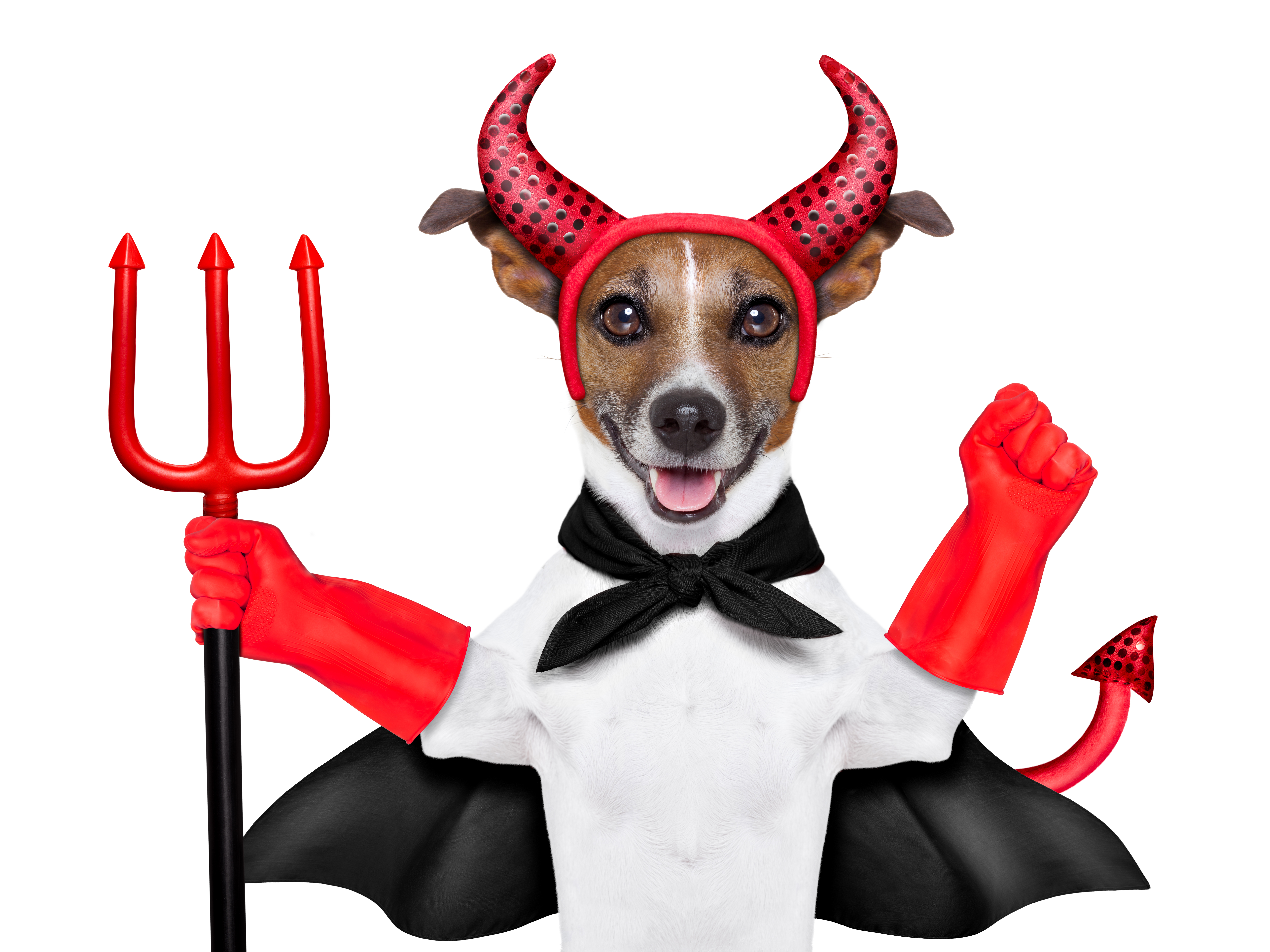 Laden Sie das Tiere, Hunde, Jack Russell Terrier-Bild kostenlos auf Ihren PC-Desktop herunter