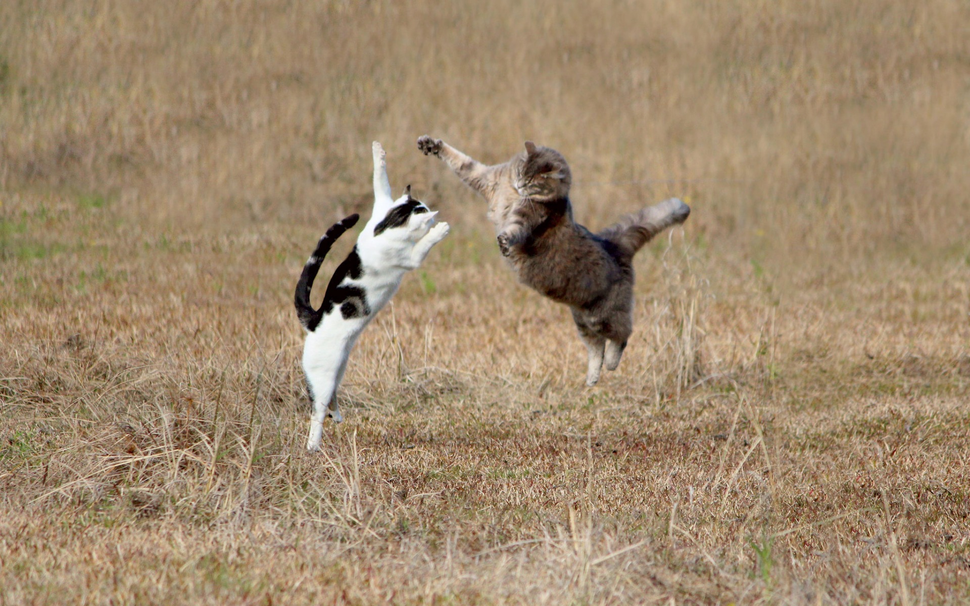 PCデスクトップに動物, ネコ, 猫画像を無料でダウンロード