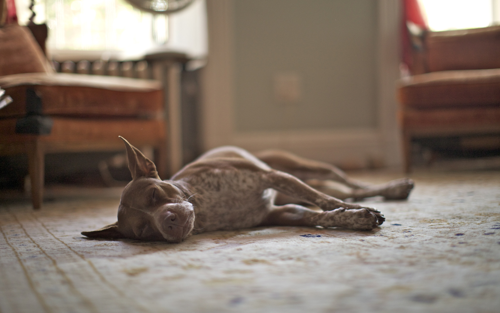 Téléchargez gratuitement l'image Chiens, Chien, Animaux sur le bureau de votre PC