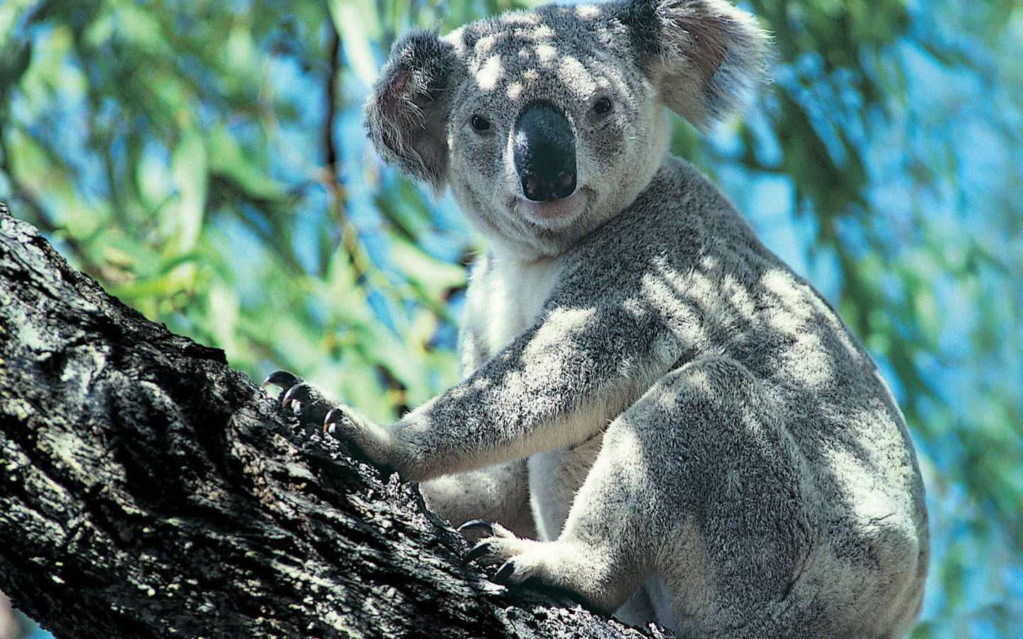 21351 descargar imagen koalas, animales: fondos de pantalla y protectores de pantalla gratis