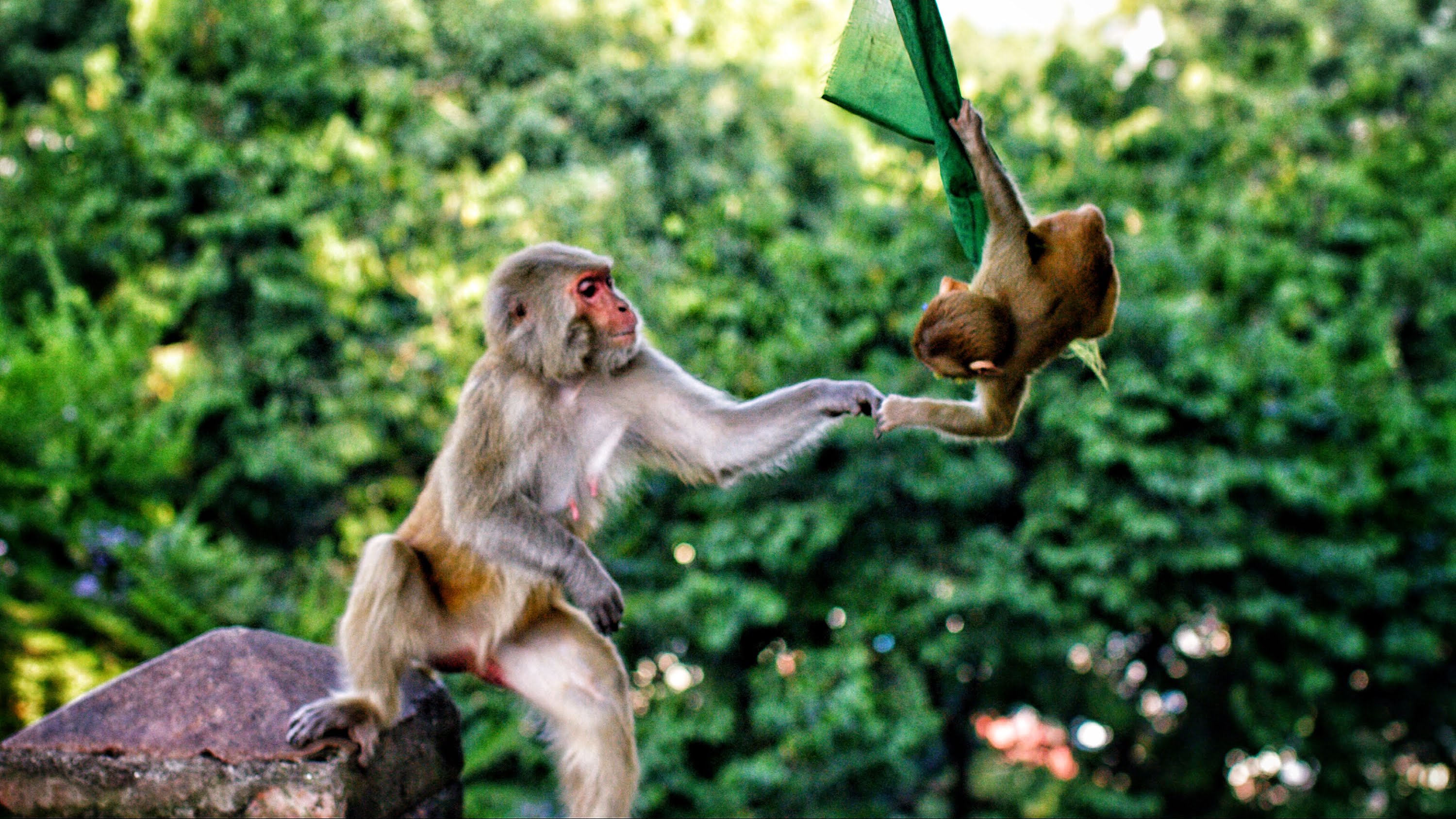 Baixe gratuitamente a imagem Animais, Macaco, Macaco Japonês, Animal Bebê na área de trabalho do seu PC