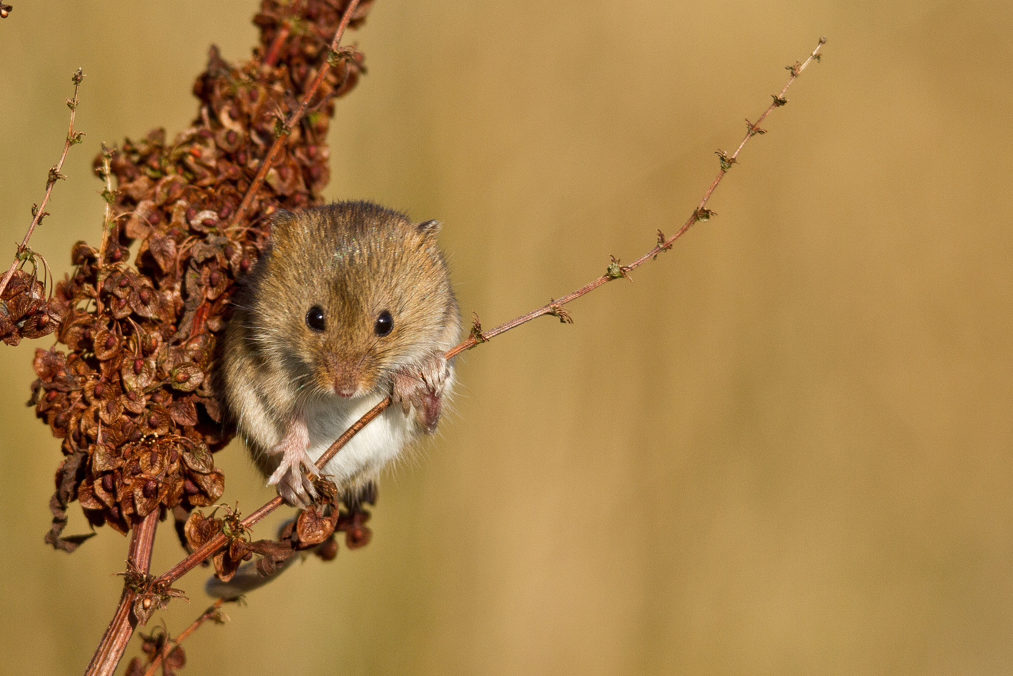 Free download wallpaper Animal, Mouse on your PC desktop