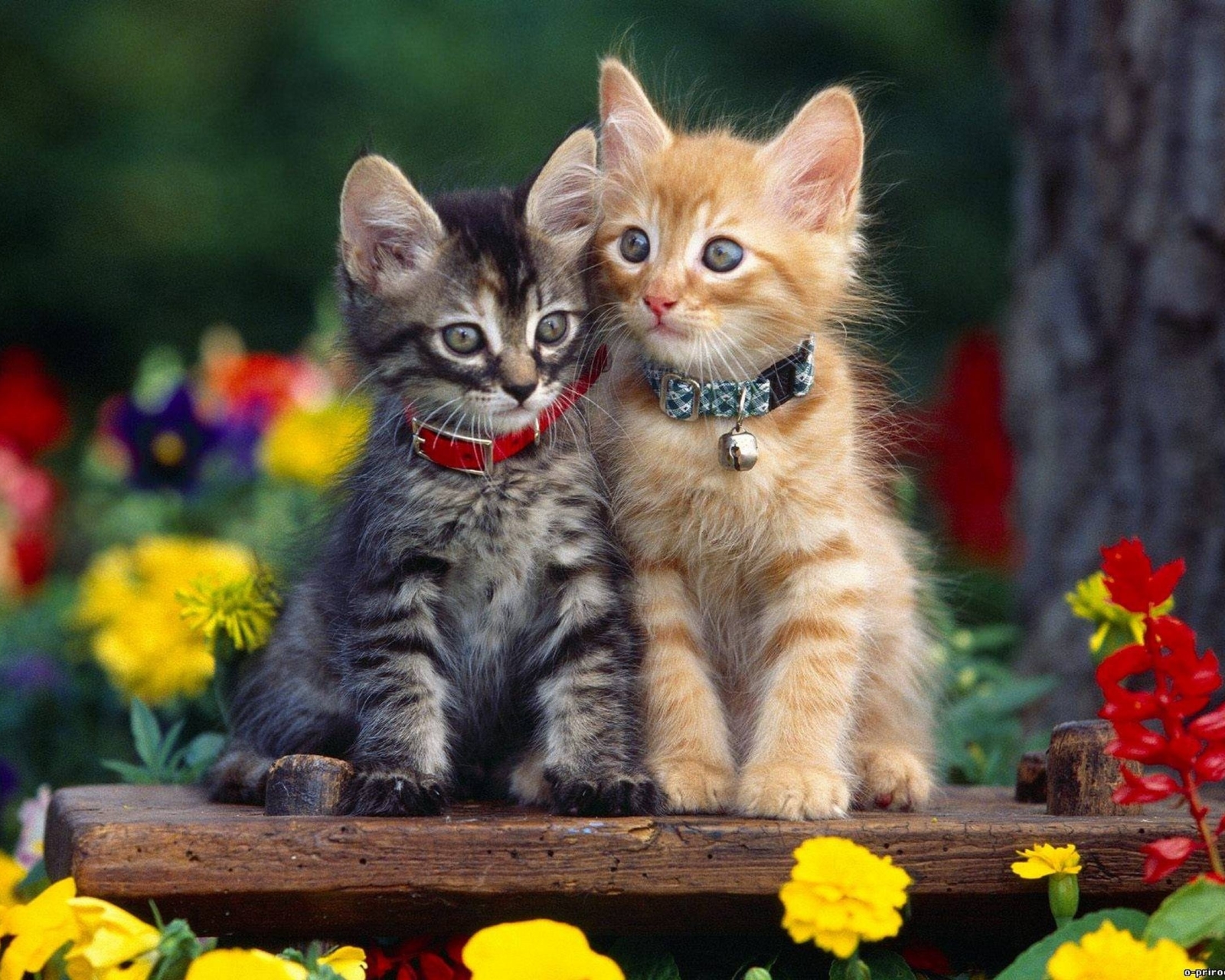 Free download wallpaper Cats, Cat, Kitten, Animal, Cute on your PC desktop