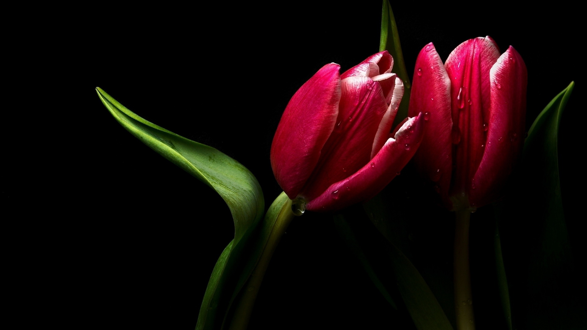 Download mobile wallpaper Tulip, Flowers, Earth for free.