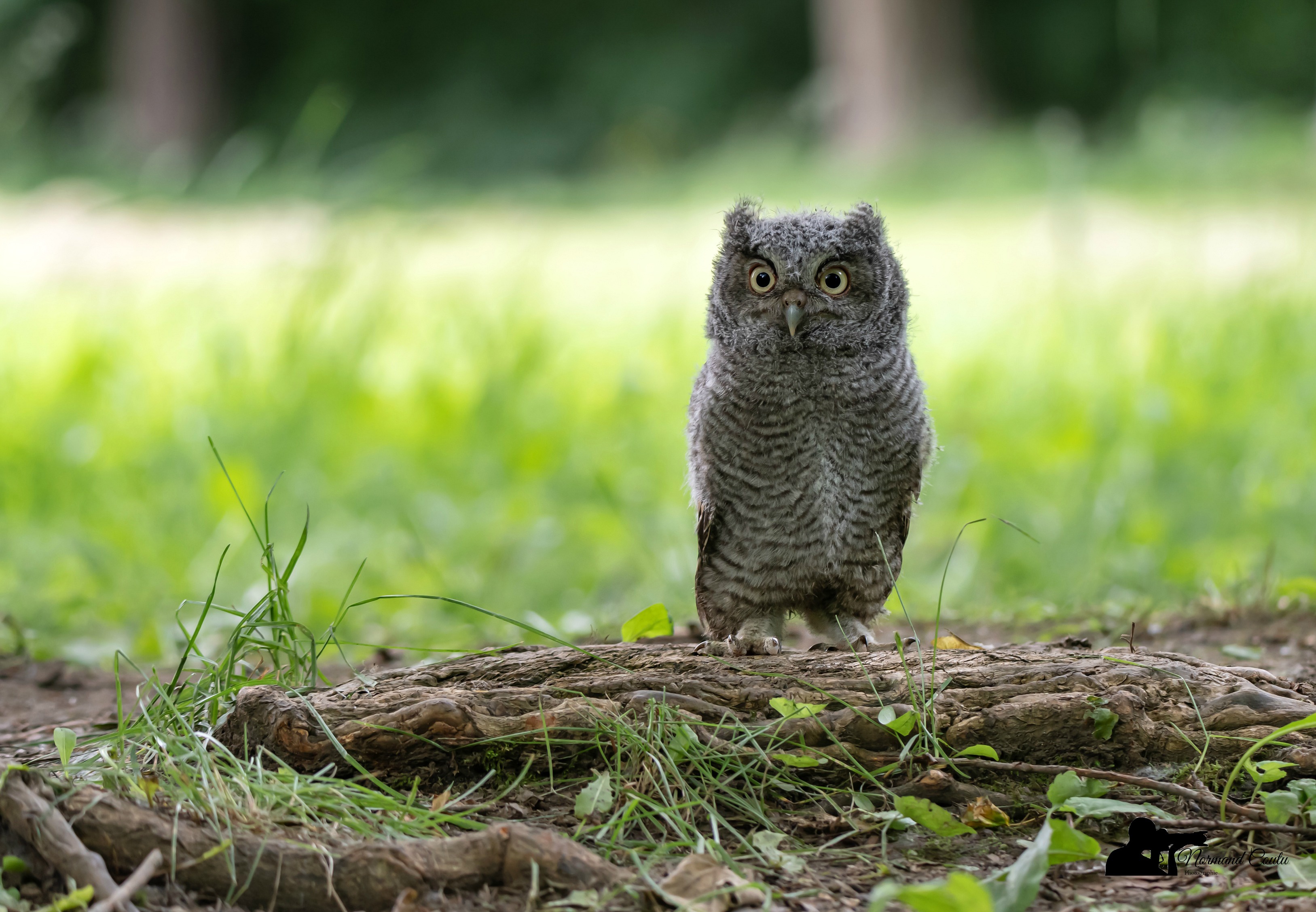 Baixar papel de parede para celular de Animais, Aves, Coruja, Pássaro gratuito.