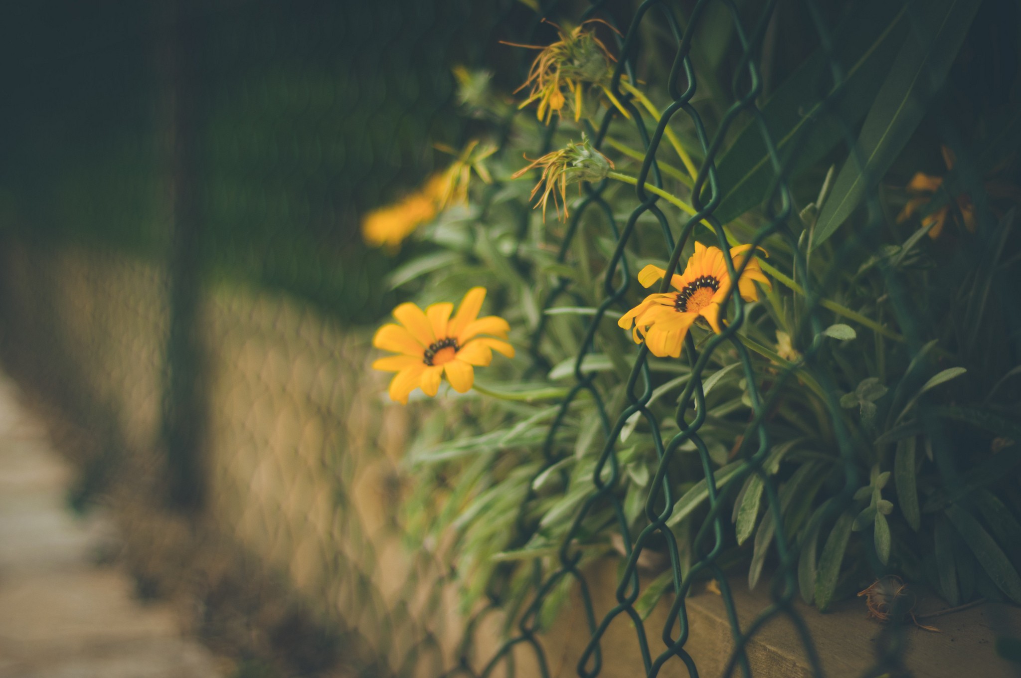 Téléchargez gratuitement l'image Fleurs, Fleur, Fleur Jaune, Terre/nature sur le bureau de votre PC