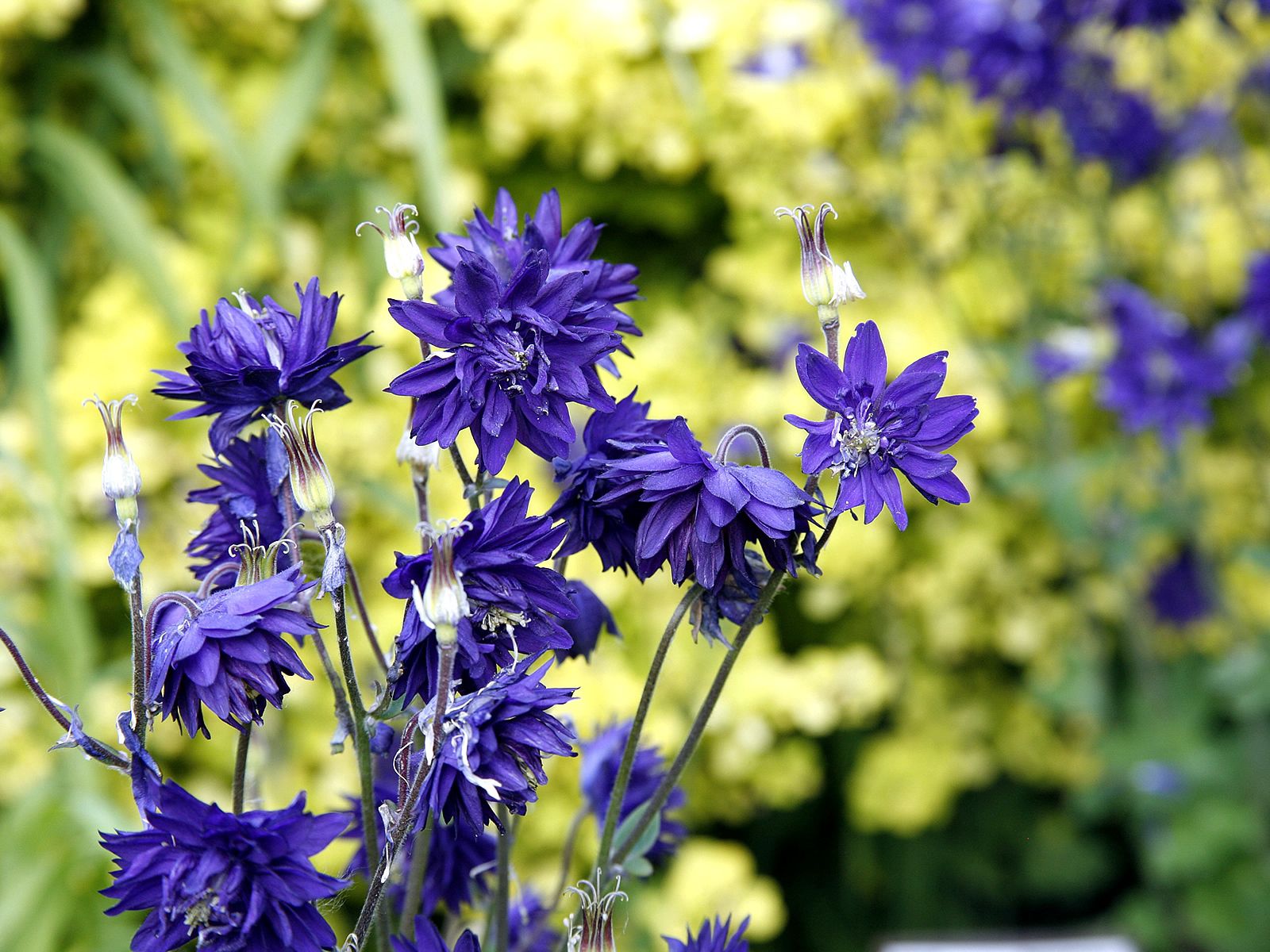 flowers, summer, blue cornflowers, field