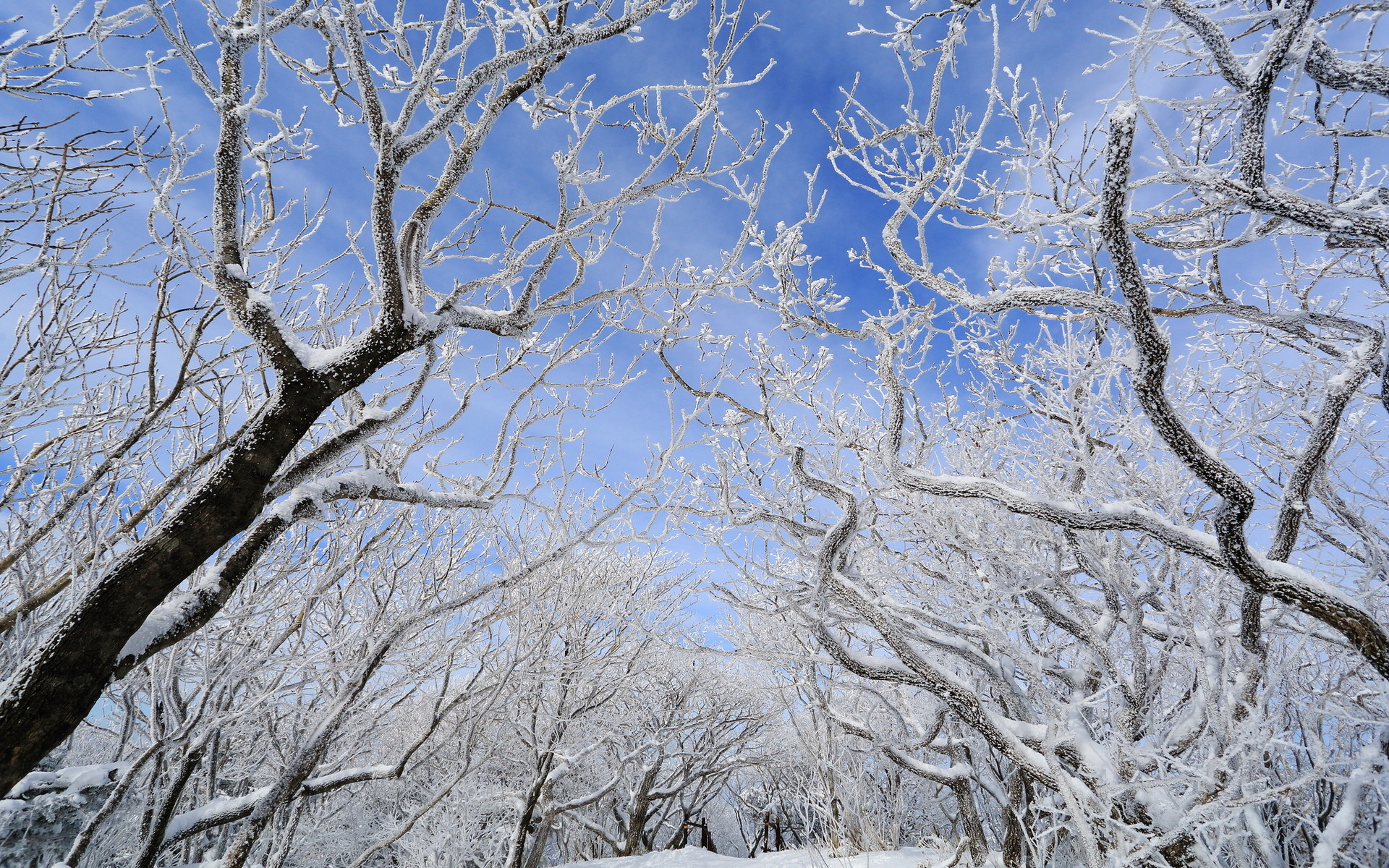 Baixar papel de parede para celular de Inverno, Terra/natureza gratuito.