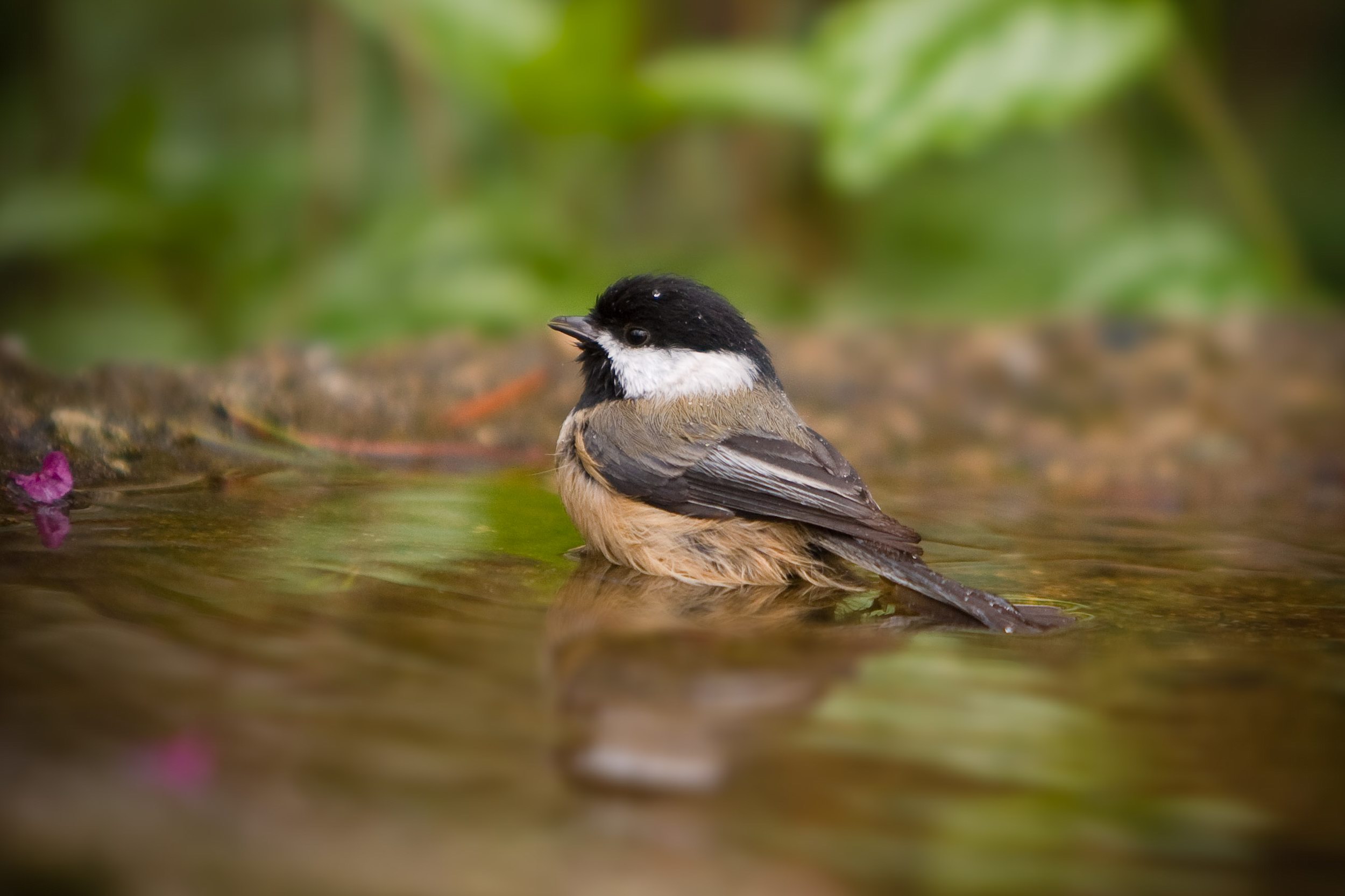 Téléchargez gratuitement l'image Animaux, Oiseau, Des Oiseaux sur le bureau de votre PC