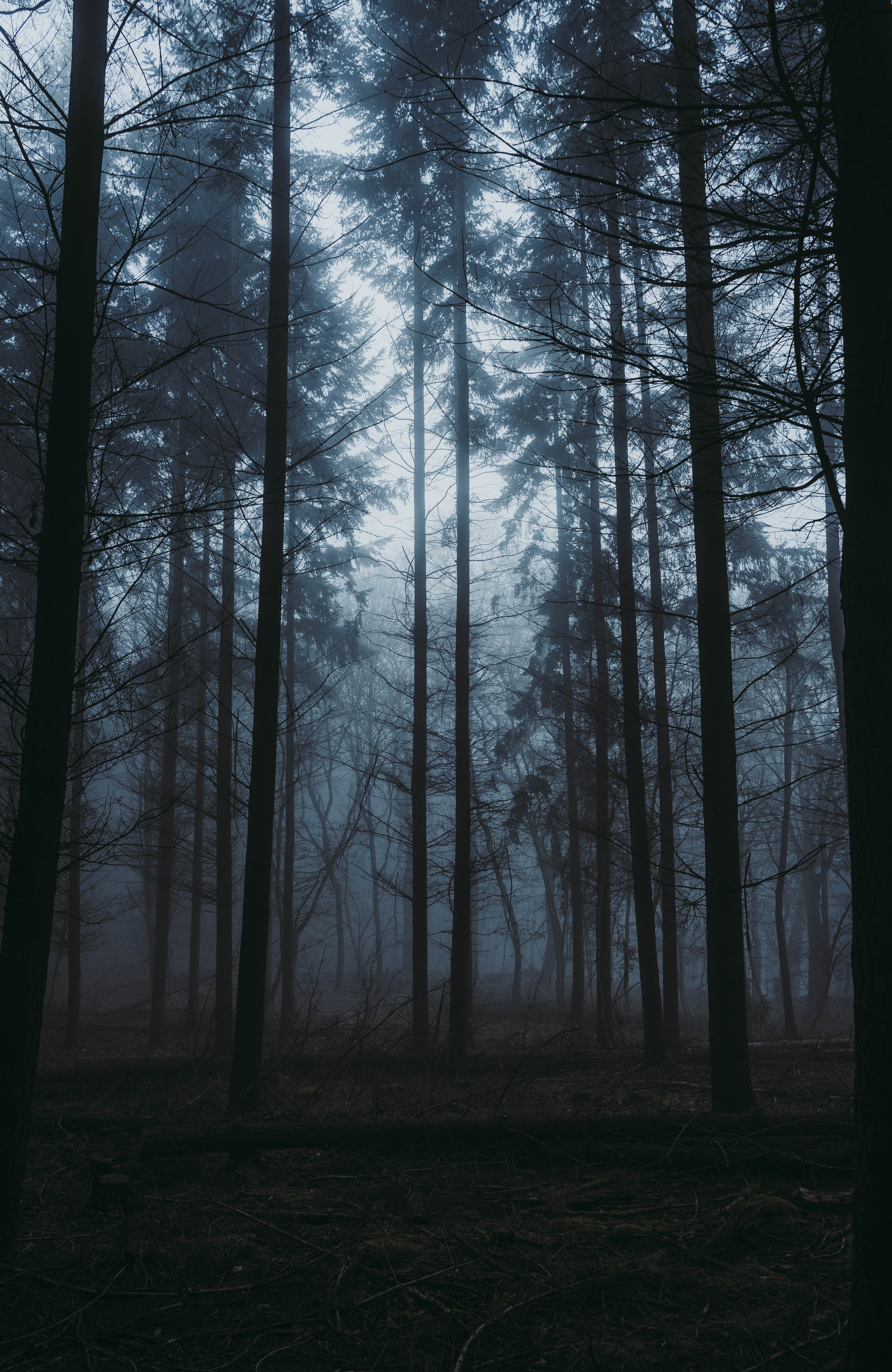 Скачать картинку Сумерки, Туман, Природа, Деревья, Лес в телефон бесплатно.